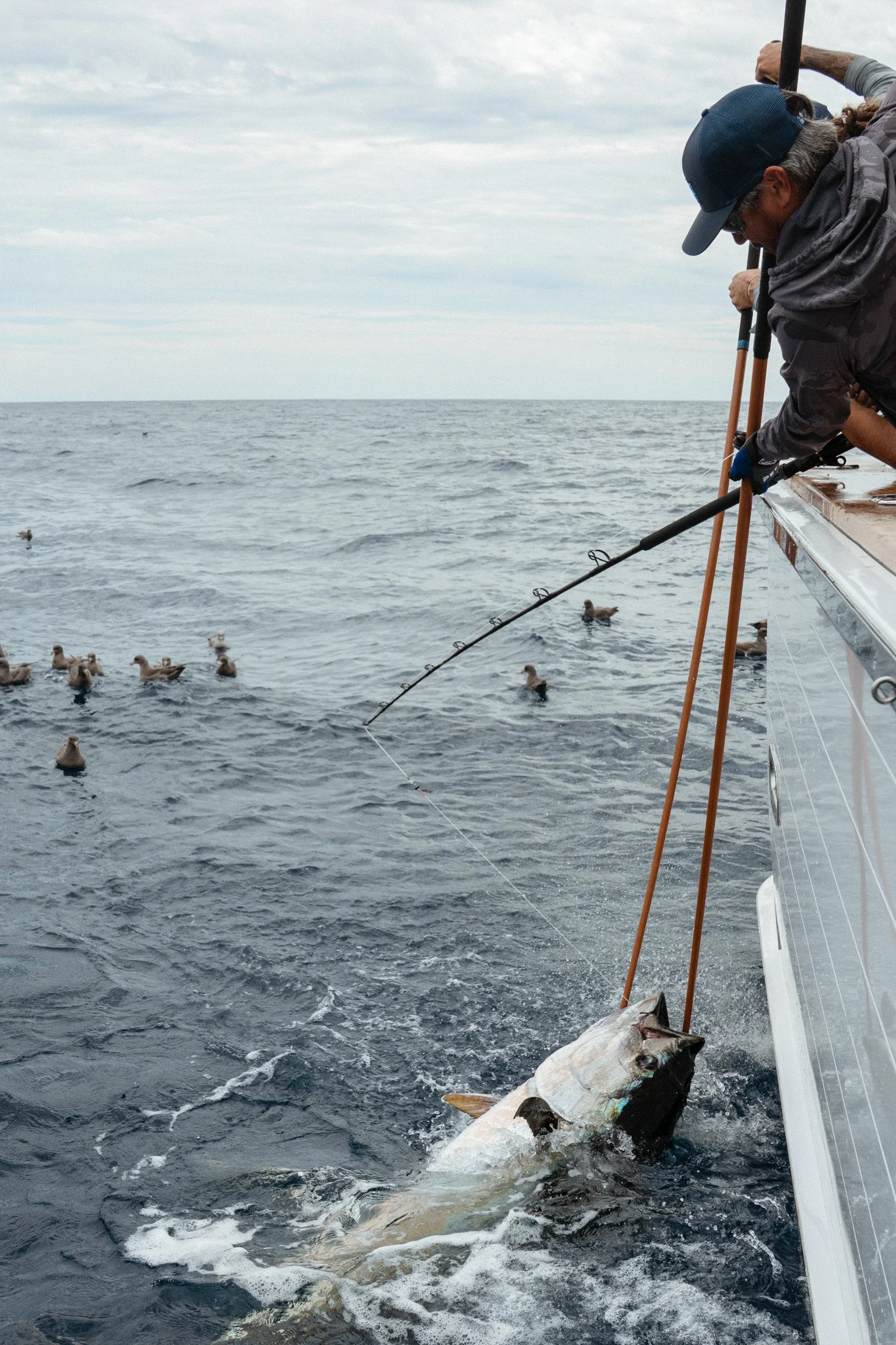 Yellowfin #2 coming on. 