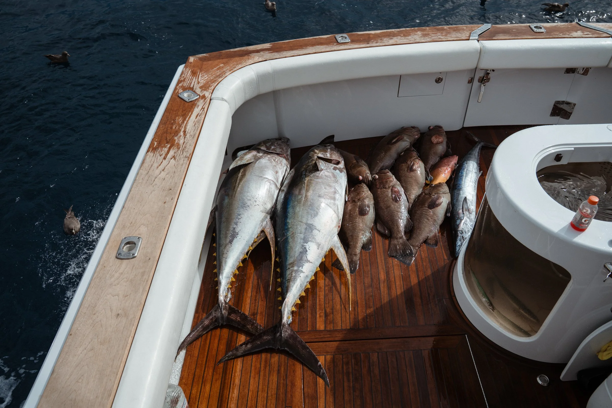 Not a bad trip to the market.