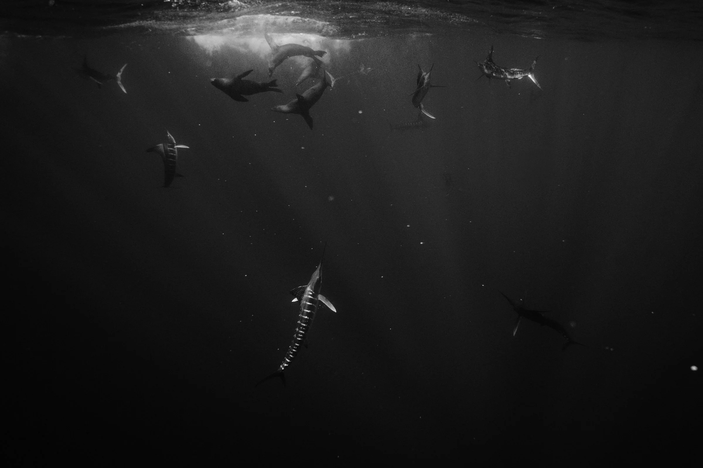 If you've ever rocked up to a bird pile and wondered what was going on below, where here you go. 