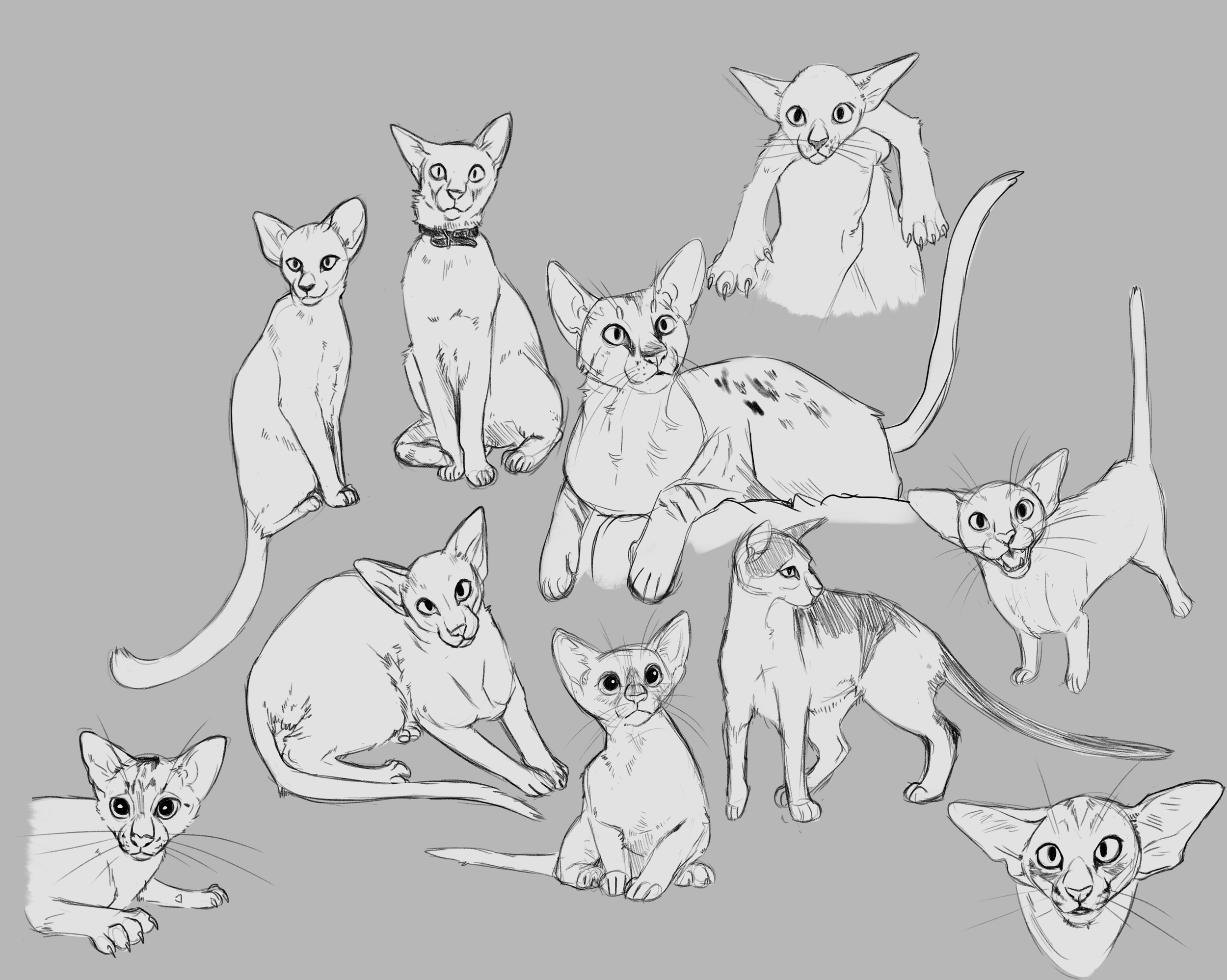 cats copy.png