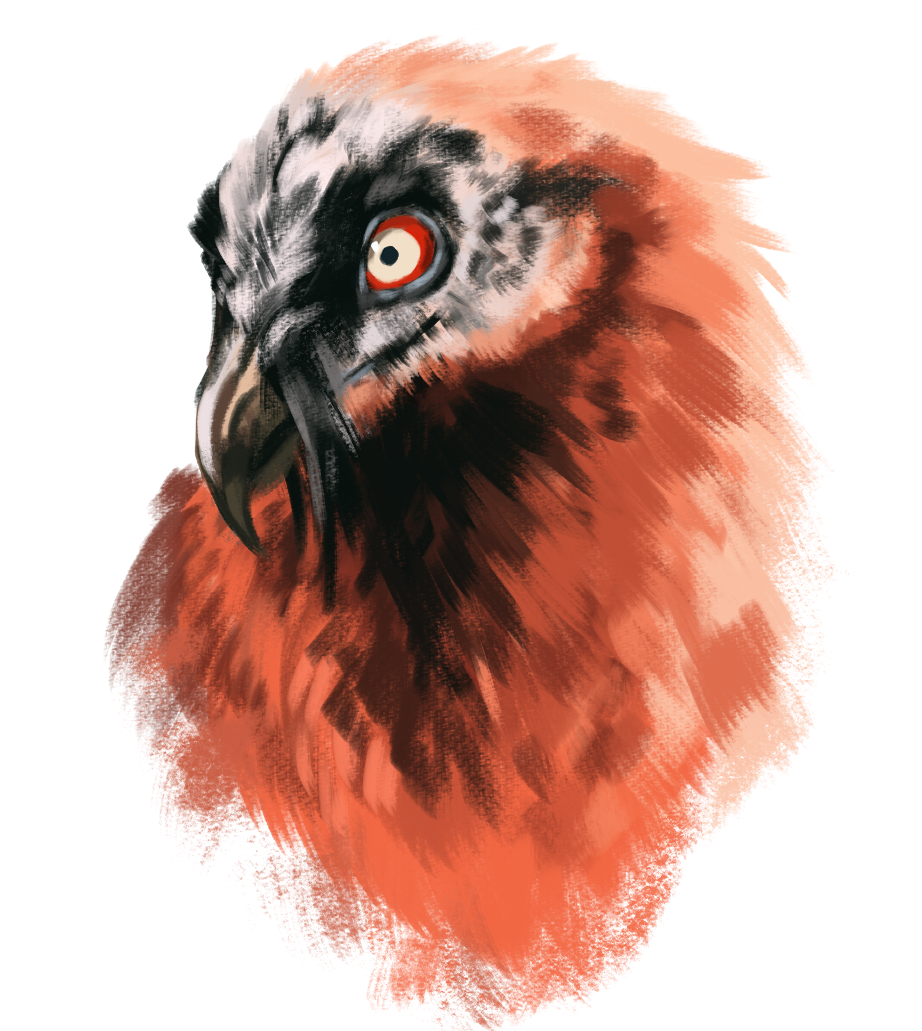 VultureStudy.png