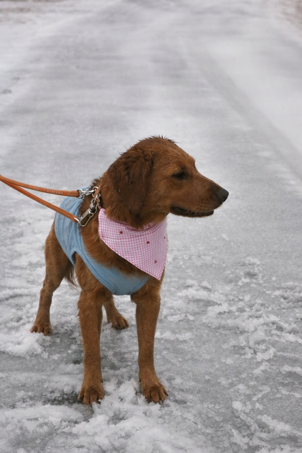 Sweetheart Picnic.PNG