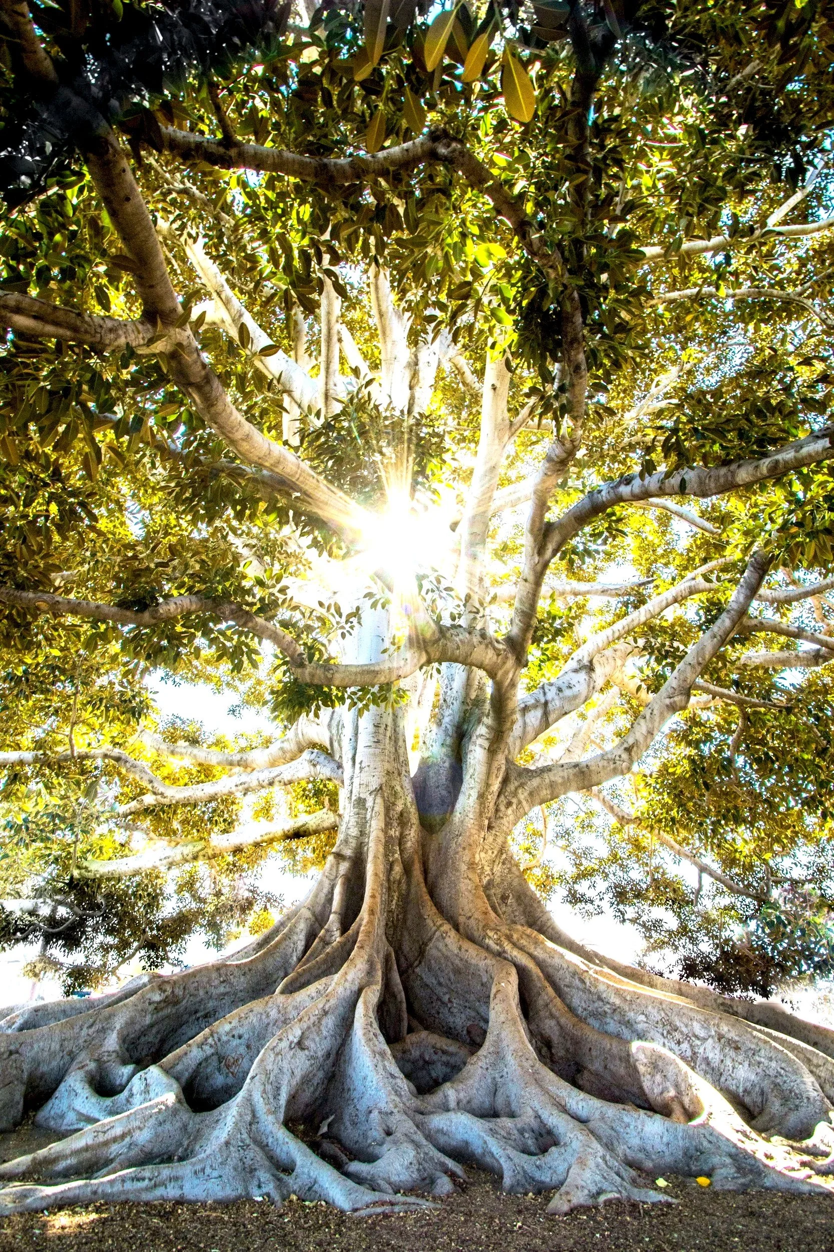 A large tree with thick, twisting roots and dense green foliage, with sunlight shining through the branches.