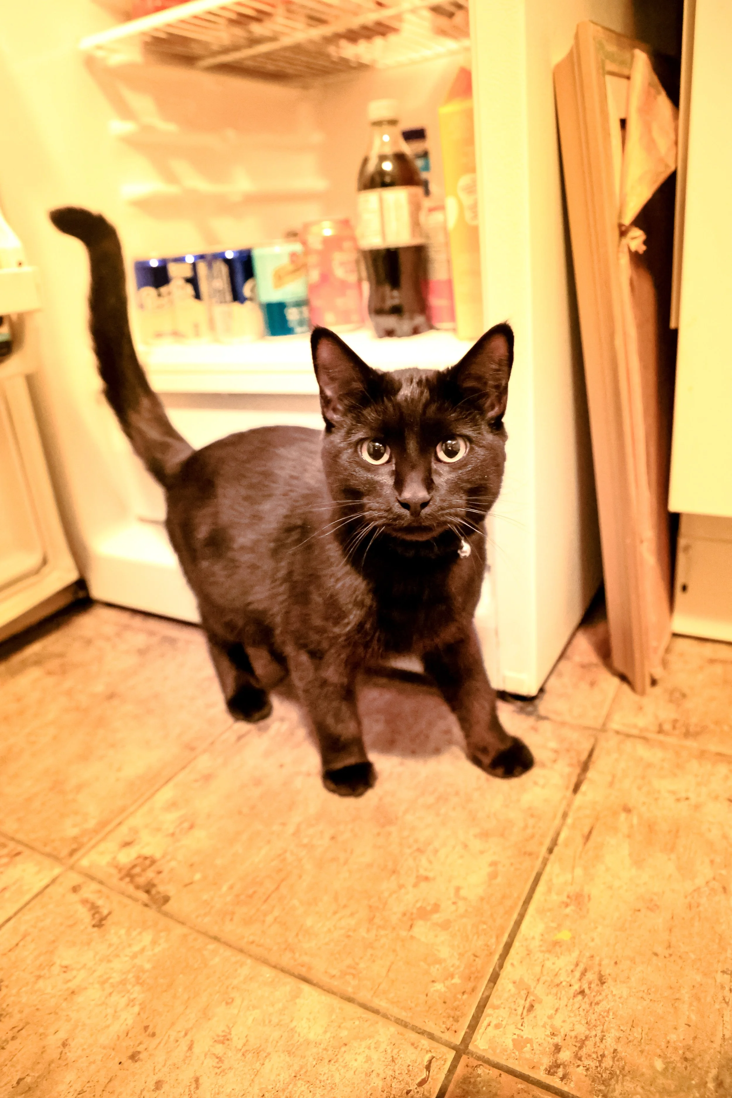 Canon EOS R6 Mark II

24-105

Adobe Lightroom