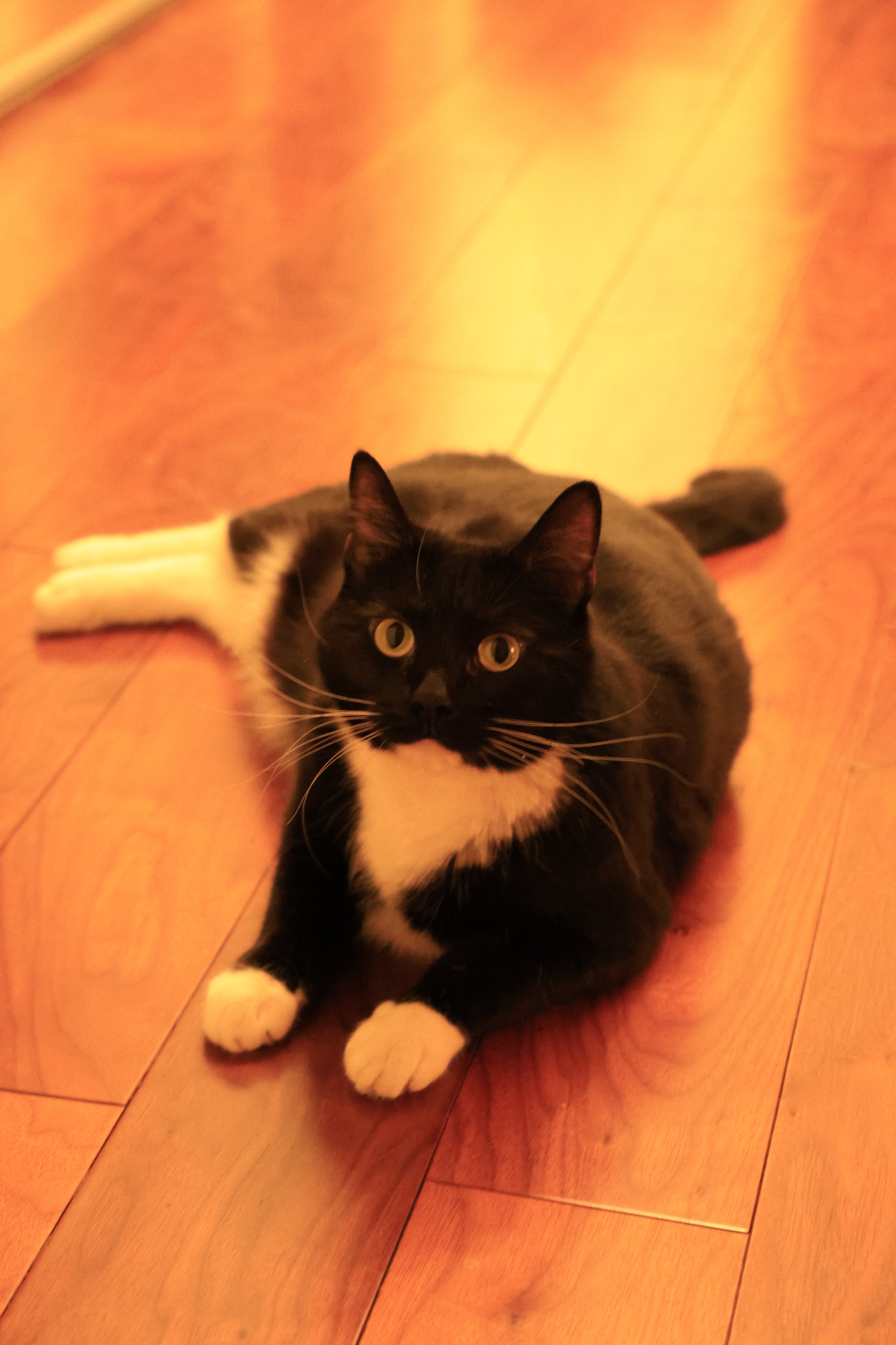 Canon EOS R6 Mark II

24-105

unedited