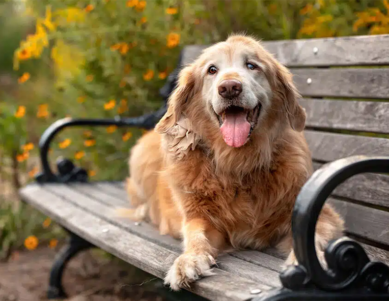 old golden retriever happy on a park bench