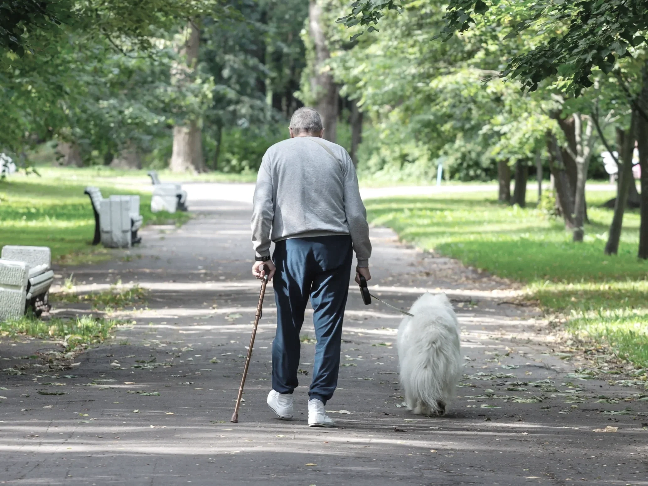 An elderly man walking in a park with his white dog. The man is using a cane and holding the dog's leash. The park has lush green trees and benches along the pathway.