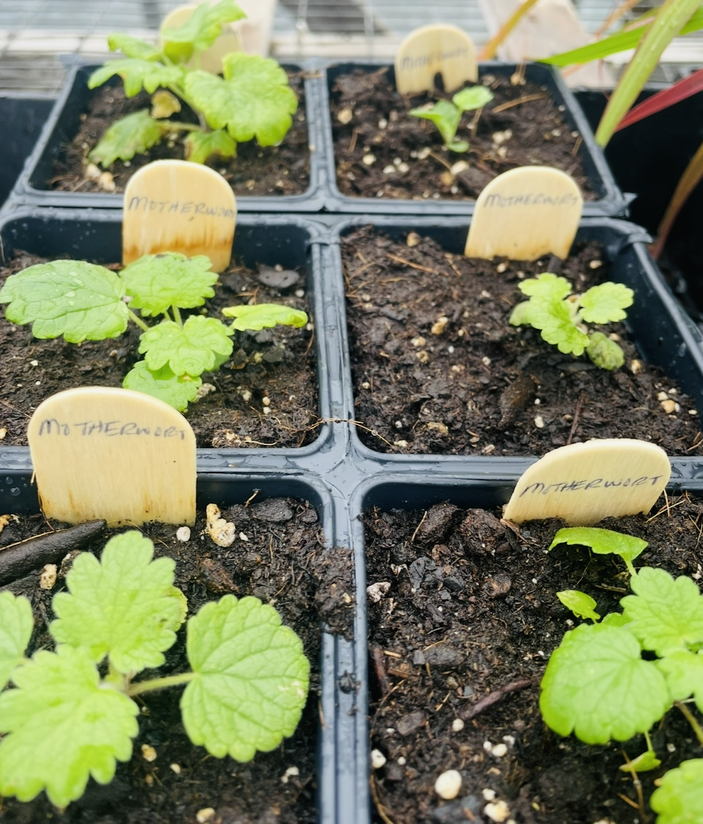 The Seasons Didn’t Ask Us: Spring, Seeds, and Other Small Rebellions