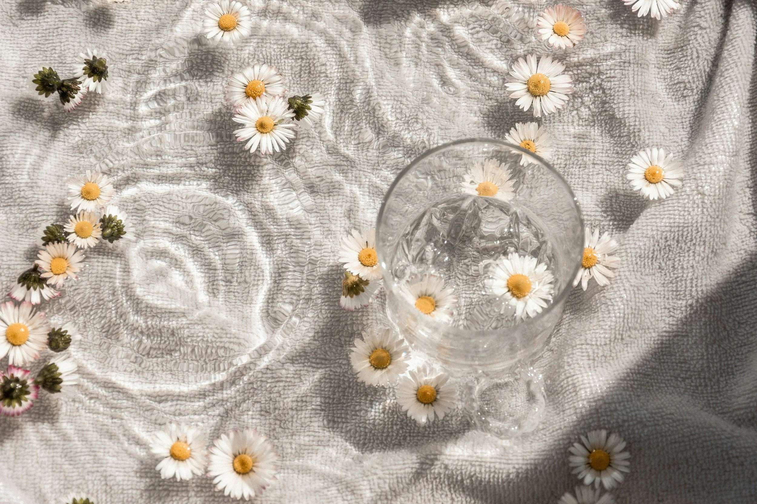 A glass of water is placed on a textured light-colored fabric, surrounded by scattered chamomile flowers with white petals and yellow centers.