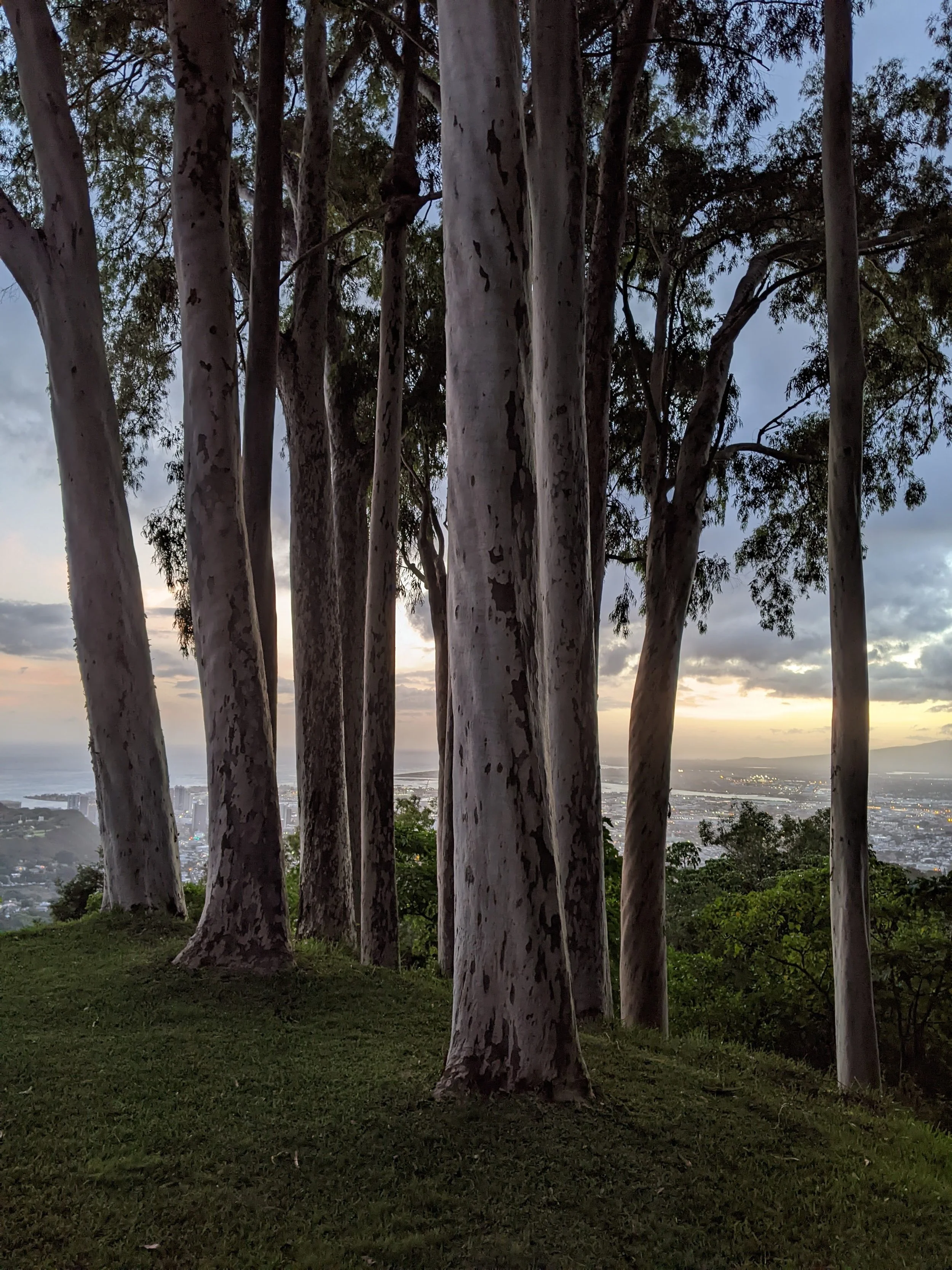 Tall eucalyptus trees on a grassy hill at sunset, overlooking a cityscape with water in the distance. Oahu Family Therapy, Honolulu, HI. Providing Individual, Couples, Pre-marital, and Family therapy.