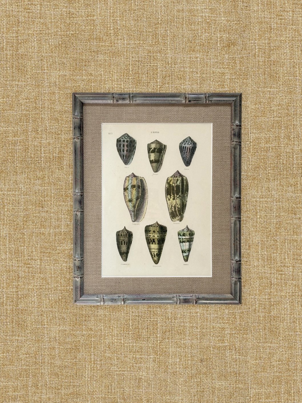 Framed Antique Shell Print in Pale Green Bamboo Frame