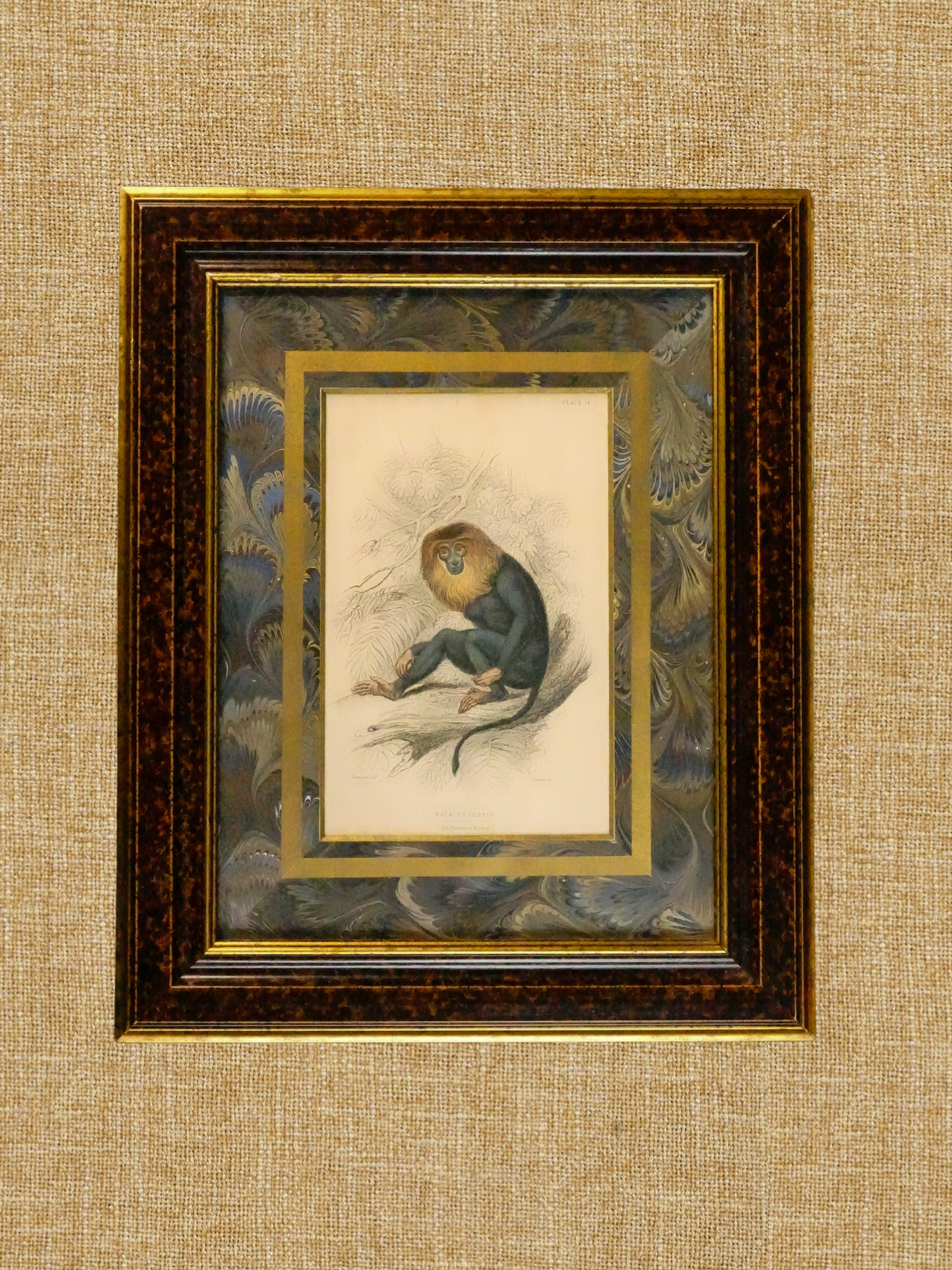 Pair of Framed Antique Hand-Colored Monkey Prints