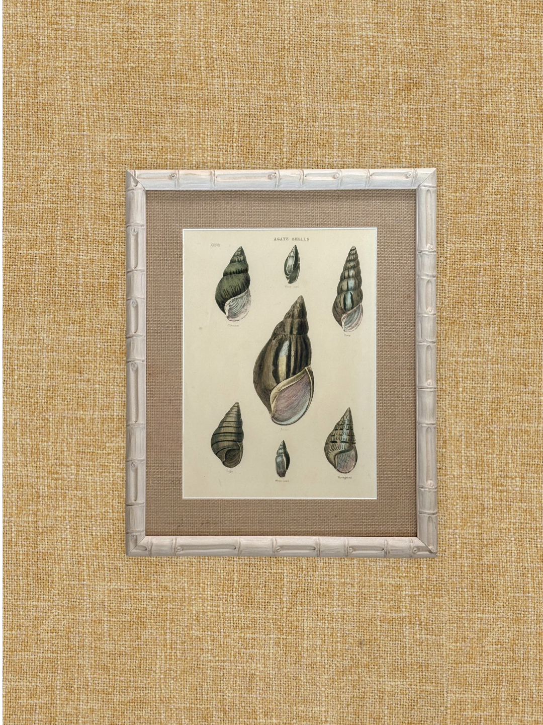 Framed Antique Shell Print in Faux Bamboo Frame