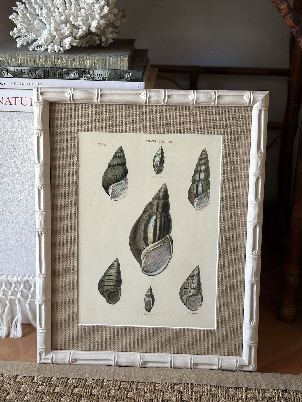 Shell Picture two.png