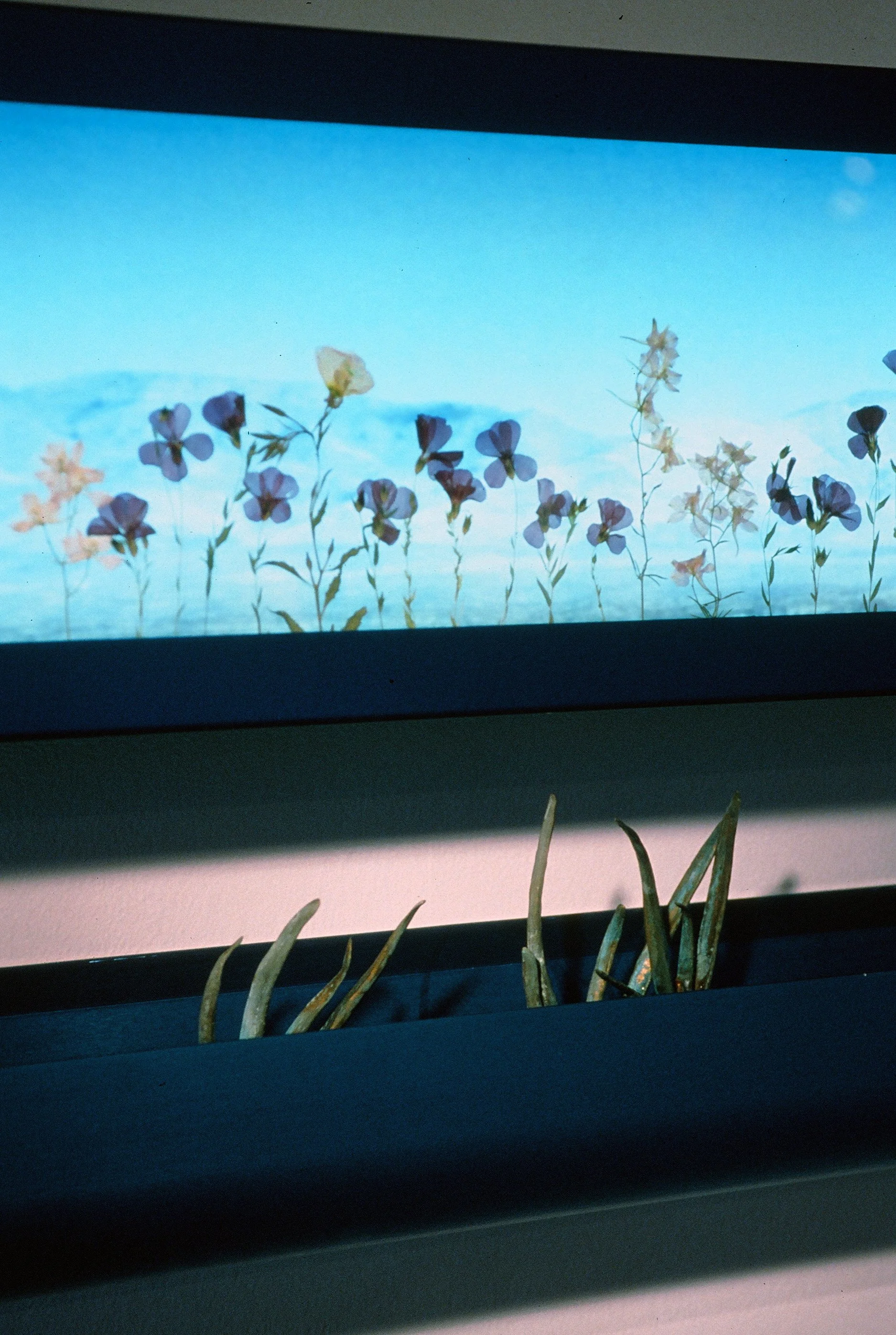 Pinto Canyon Road #2 (detail)