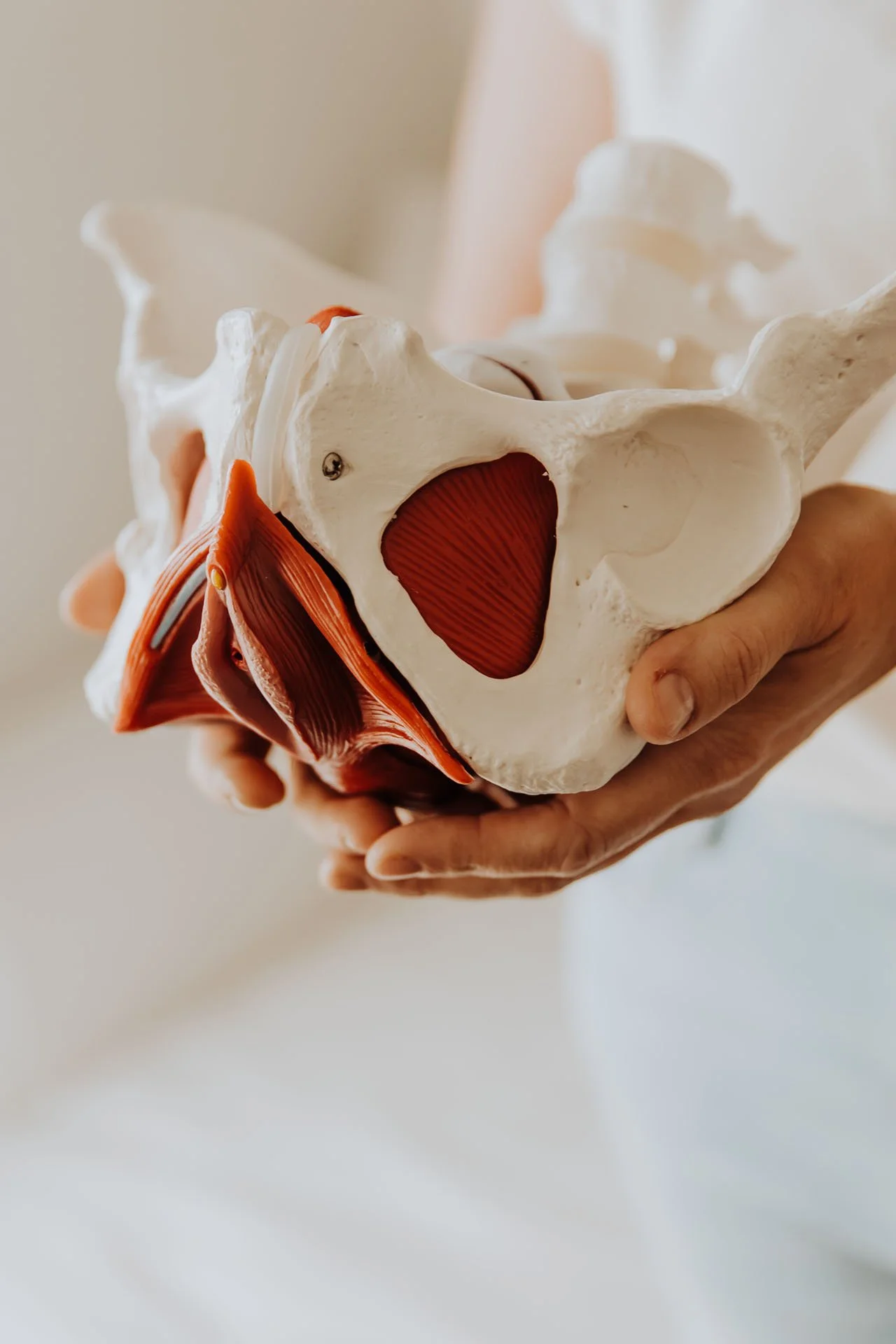 Janelle Kloske, OT and Sex Counselor, holding a model of a pelvis and muscles