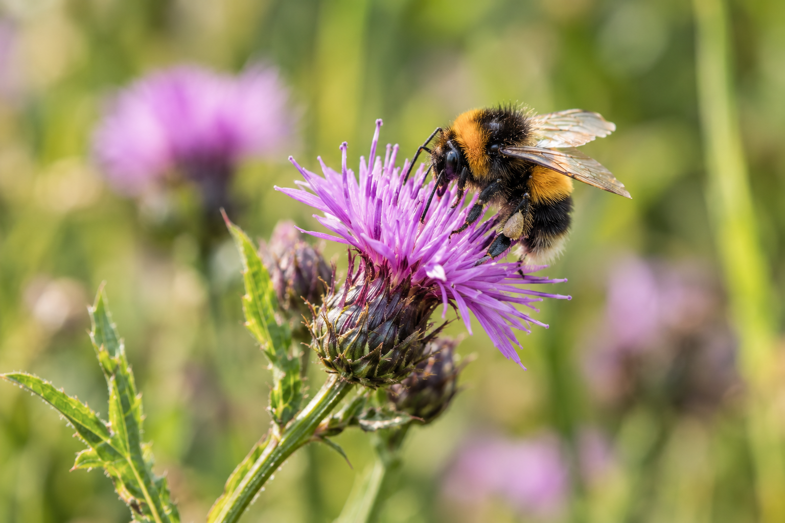 Wildshore Environmental Consultancy