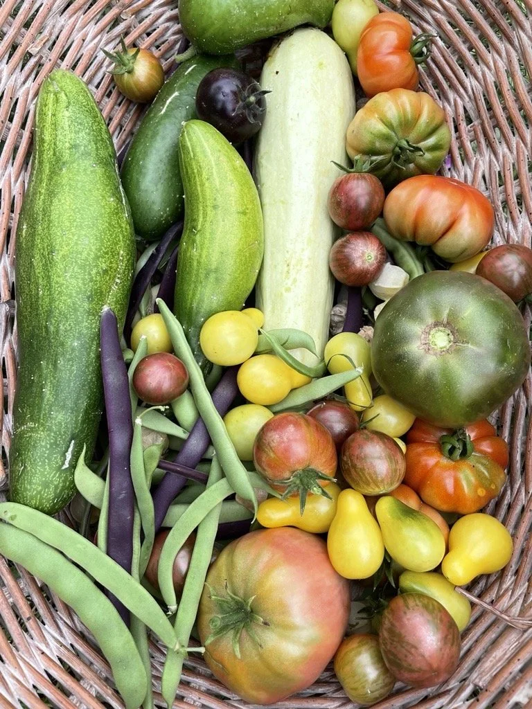 Assorted fresh heirloom tomatoes and green zucchinis in a wicker basket.