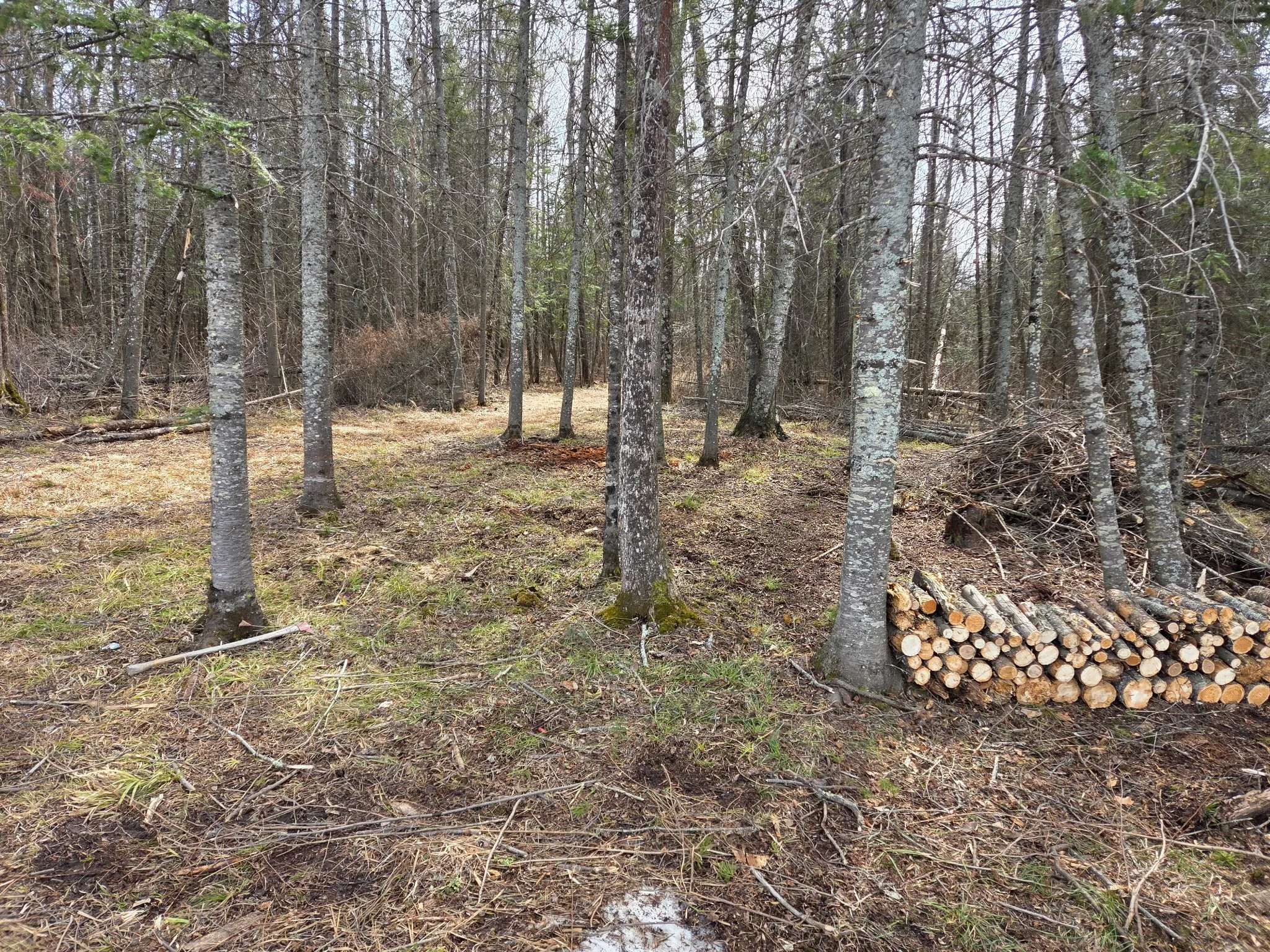 iron range minnesota brush removal