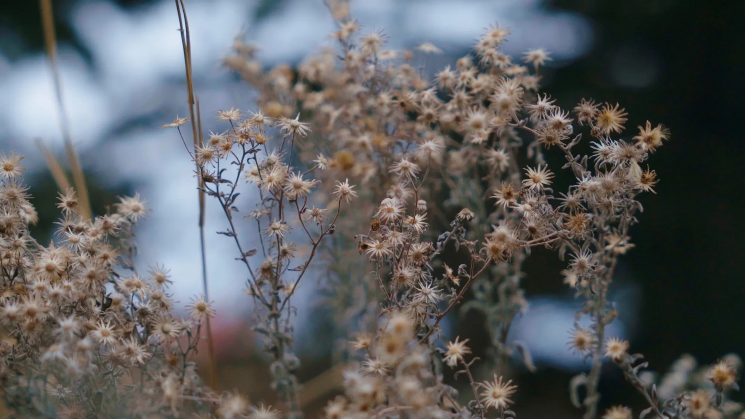 Still 2025-10-10 084533_1.1.7.jpg