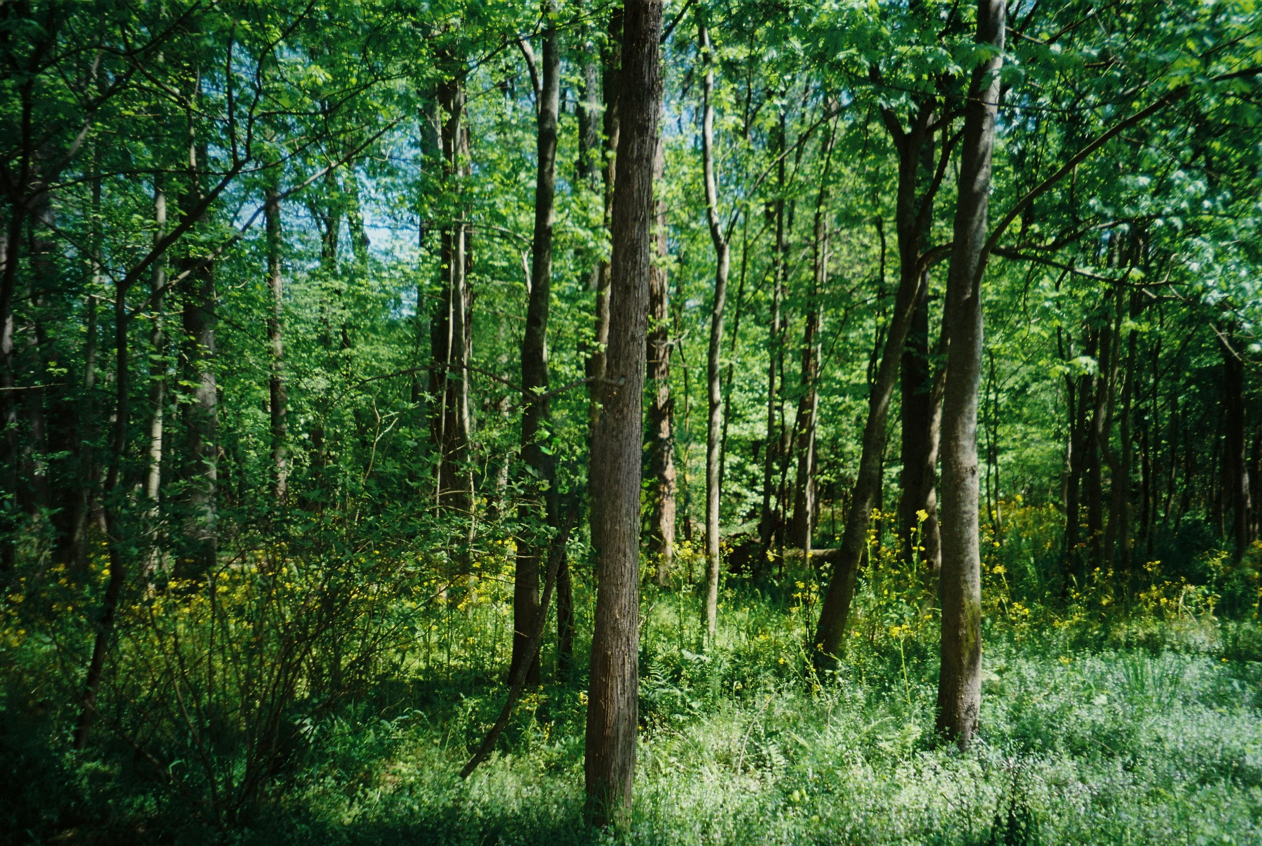 Peaceful nature in nearby park
