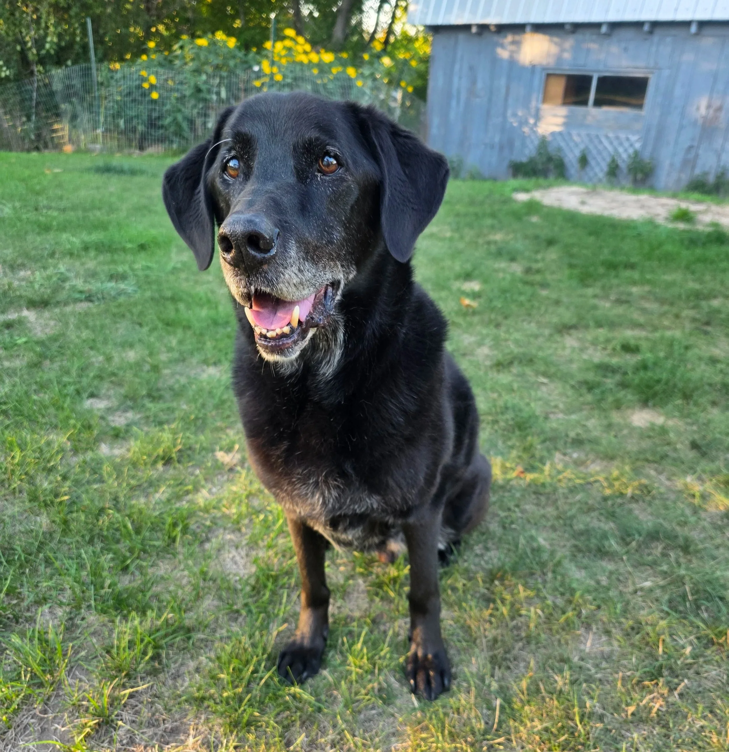 Black dog with brown eyes and tongue out standing on grass in backyard with a blue shed and yellow flowers in background.