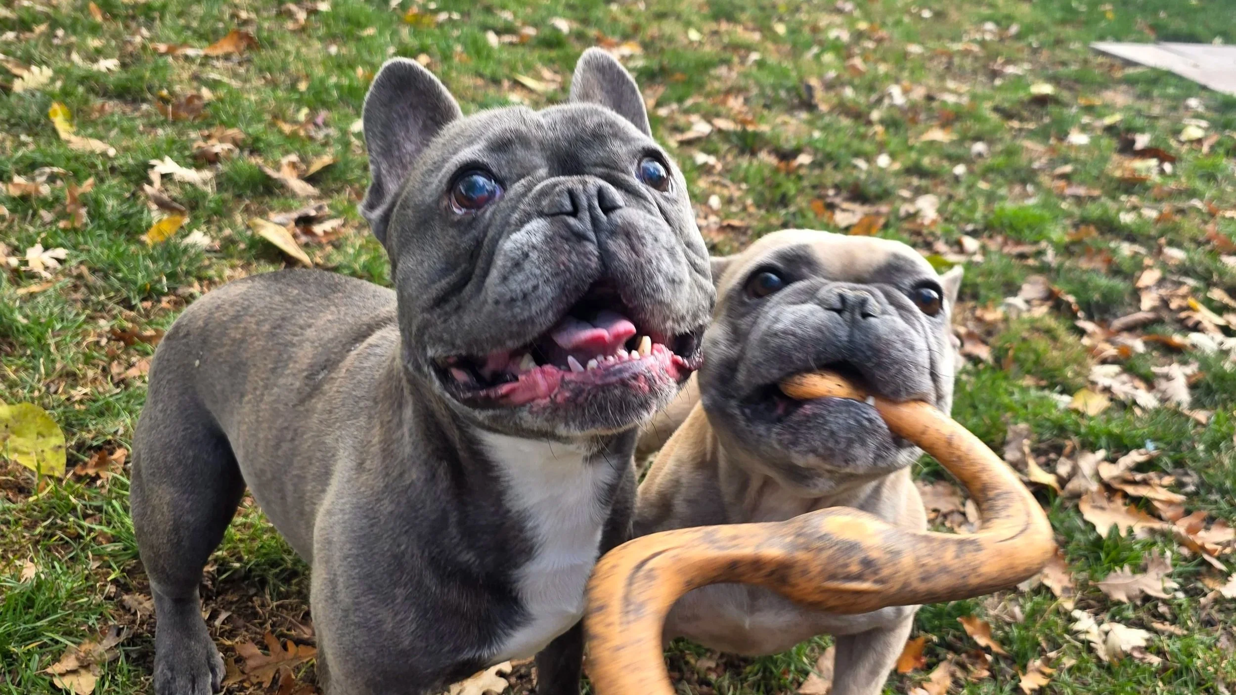 Two French Bulldogs playing outdoors on grass and fallen autumn leaves. One is standing and the other is lying down, holding a stick in its mouth.
