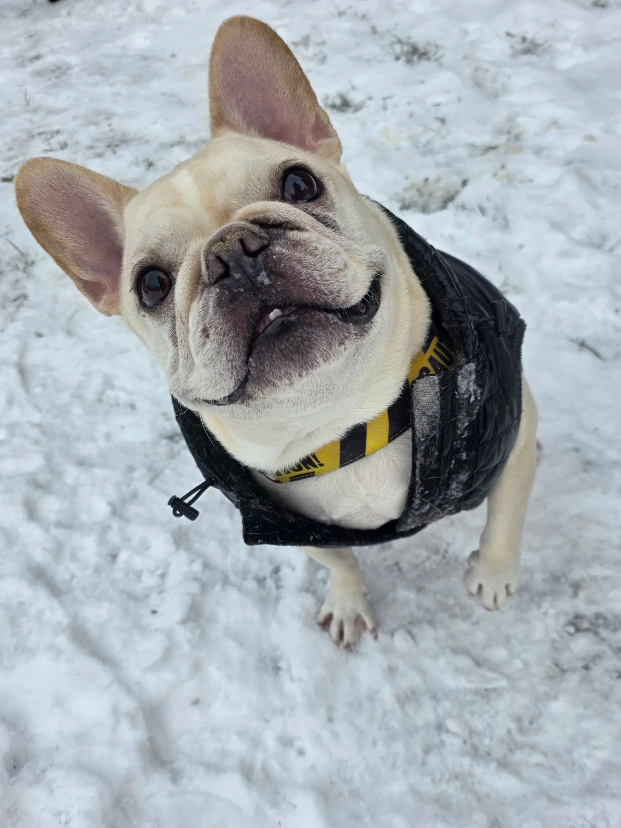 Close-up of a French Bulldog in a black jacket standing on snow-covered ground, looking up at the camera with wide eyes.