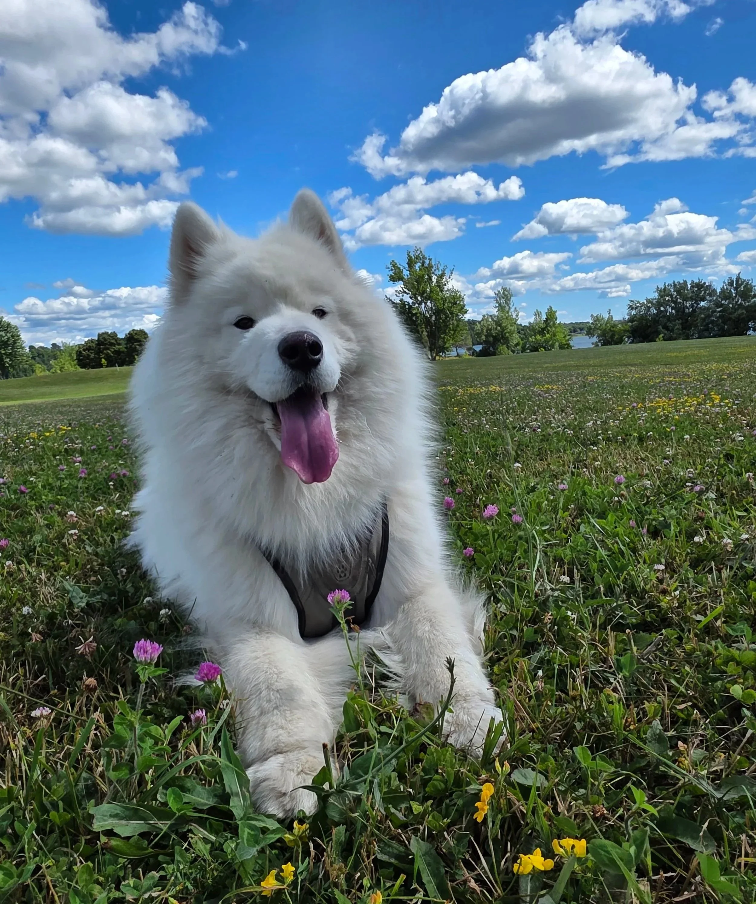 A fluffy white dog with a long tongue sitting in a field of green grass and purple and yellow flowers under a bright blue sky with scattered white clouds.