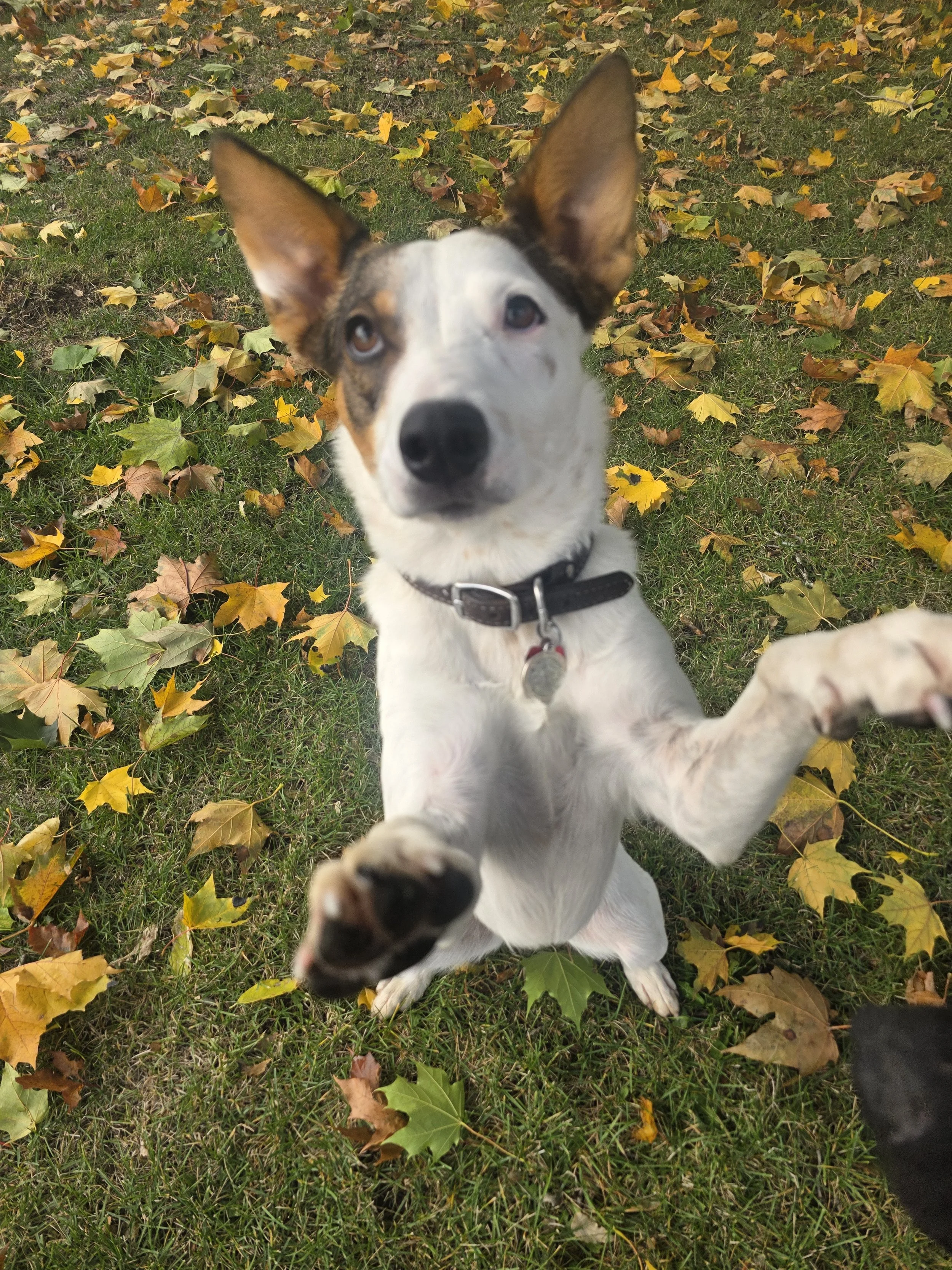 A small dog with large ears and a white coat with brown and black markings, lying on green grass with fallen yellow and brown autumn leaves, reaching towards the camera.
