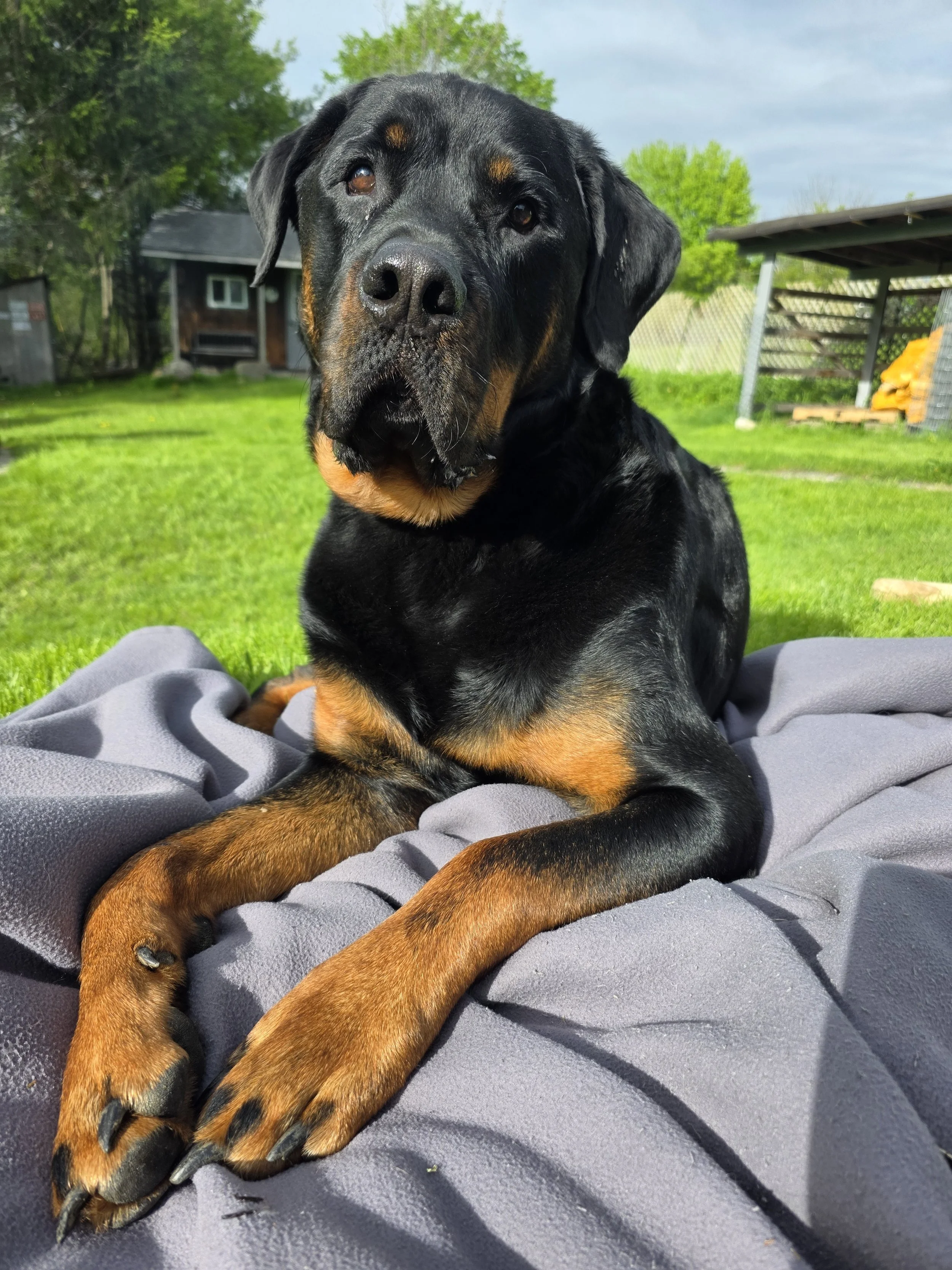 Close-up of a black and tan Rottweiler dog lying on a gray blanket outdoors with green grass, trees, a small shed, and a fence visible in the background.