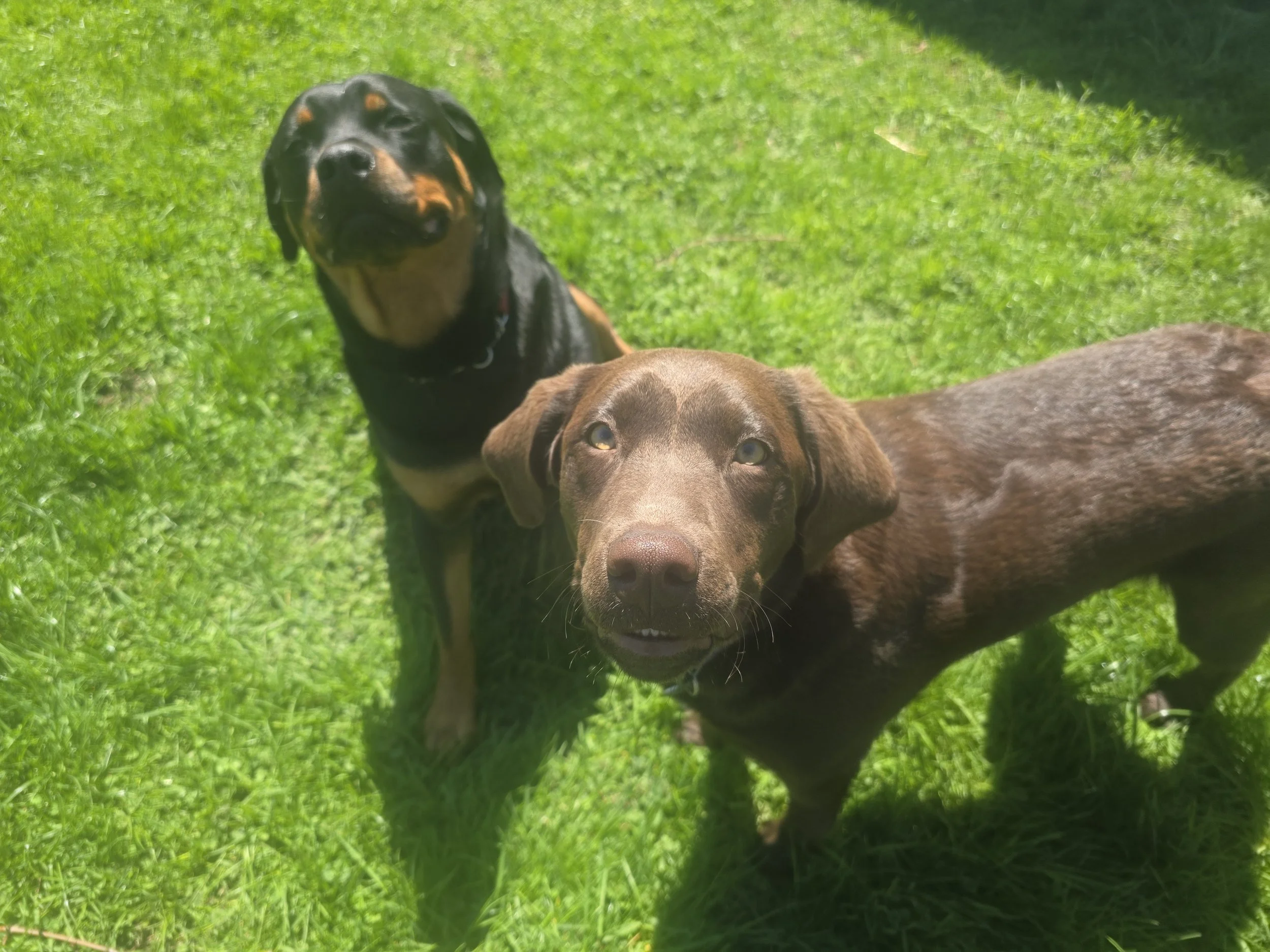 Two dogs, one black and tan and the other brown, standing on green grass in sunlight.