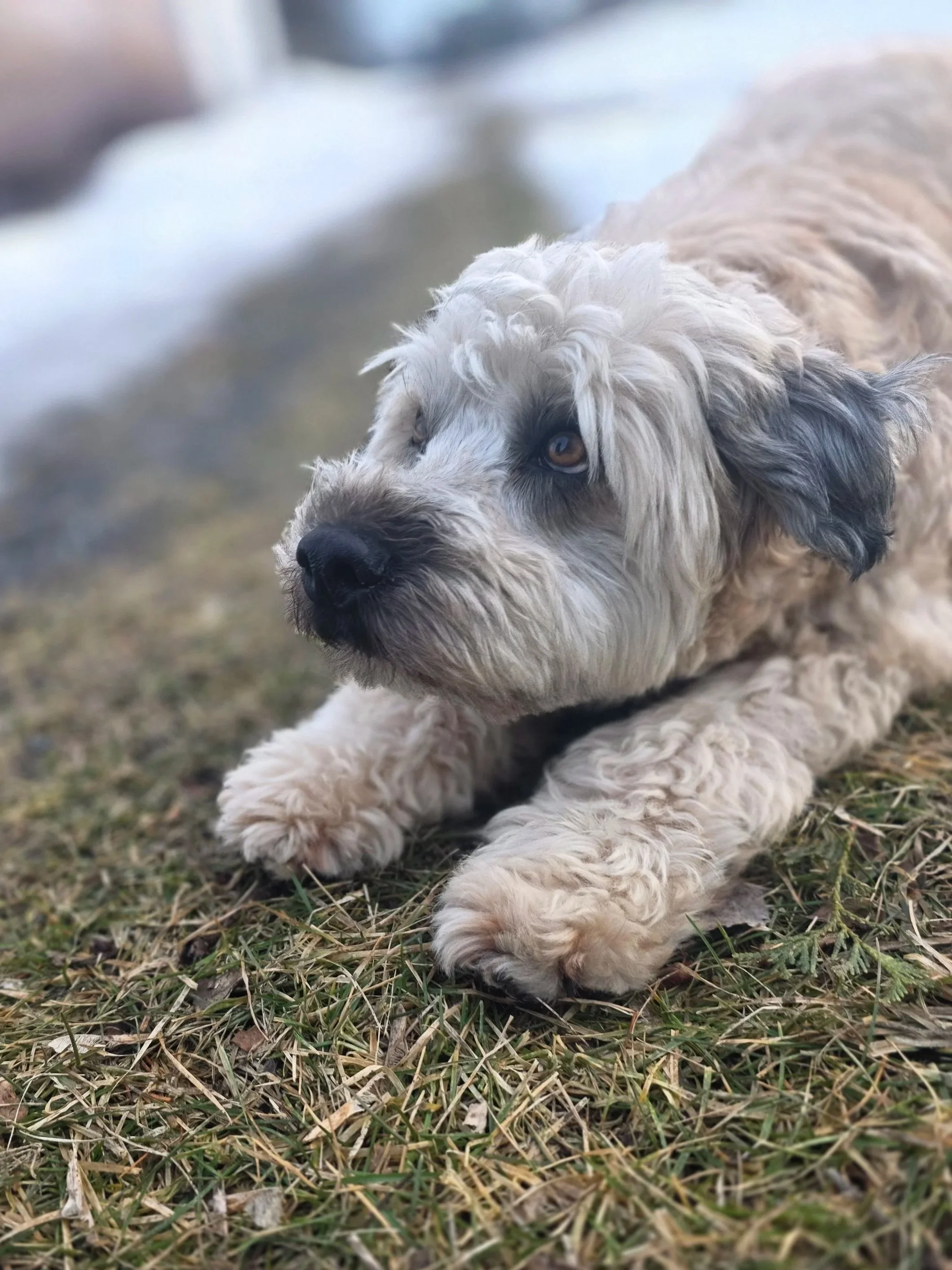 A fluffy, light-colored puppy with dark eyes and a black nose lying on grass.