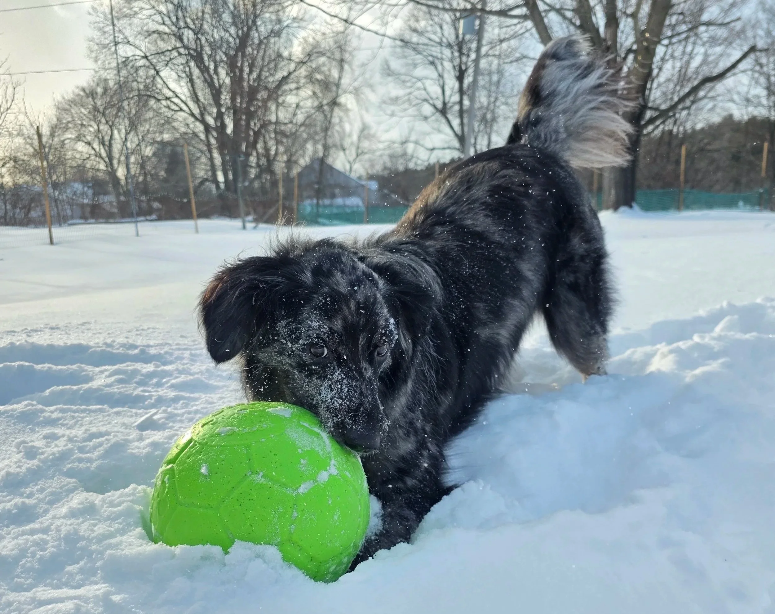 A black and gray dog with floppy ears playing with a bright green ball in the snow, outdoors on a winter day with trees and a fence in the background.
