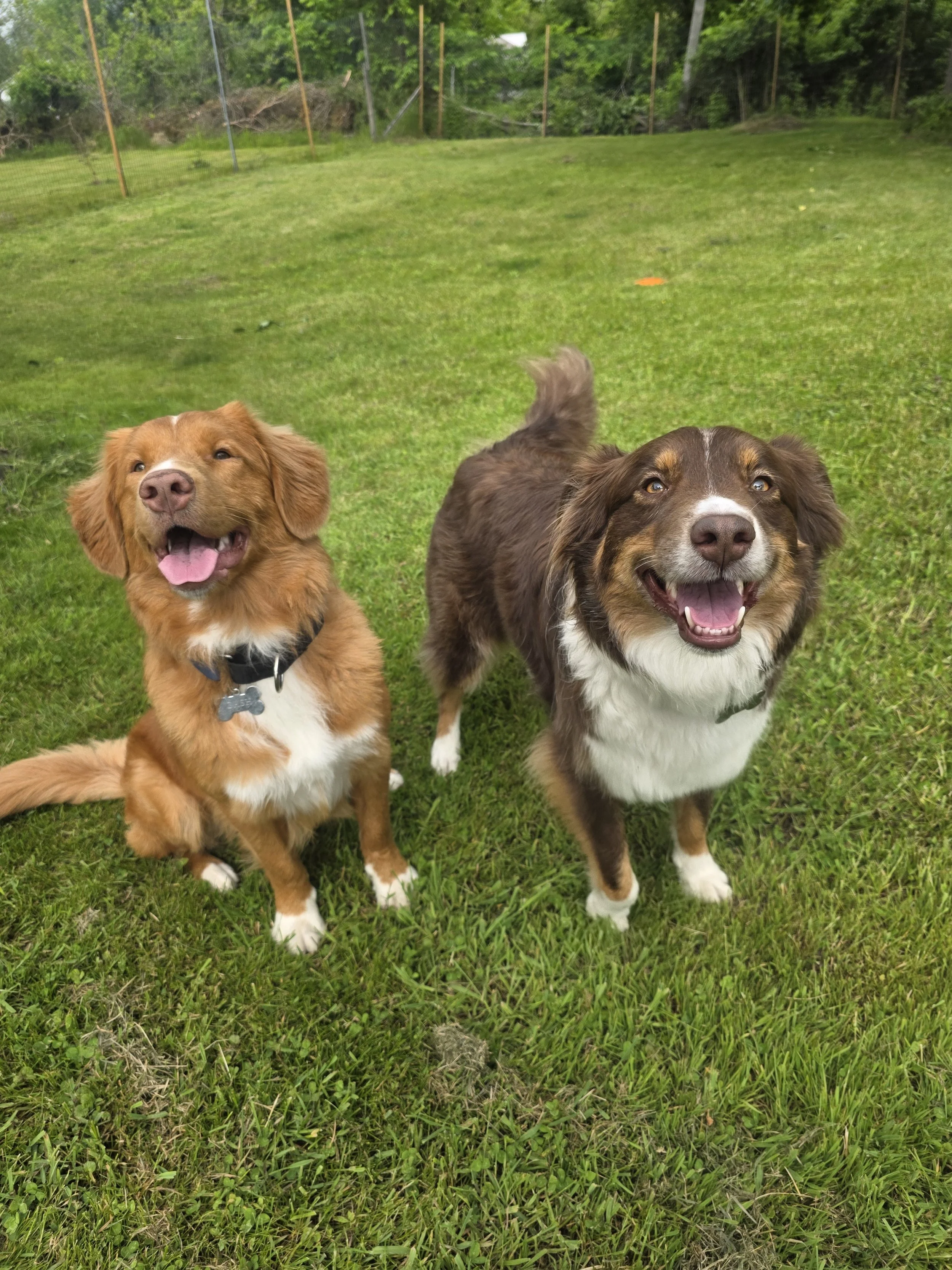 Two dogs standing on a grassy field in front of a fenced area with trees and bushes in the background.
