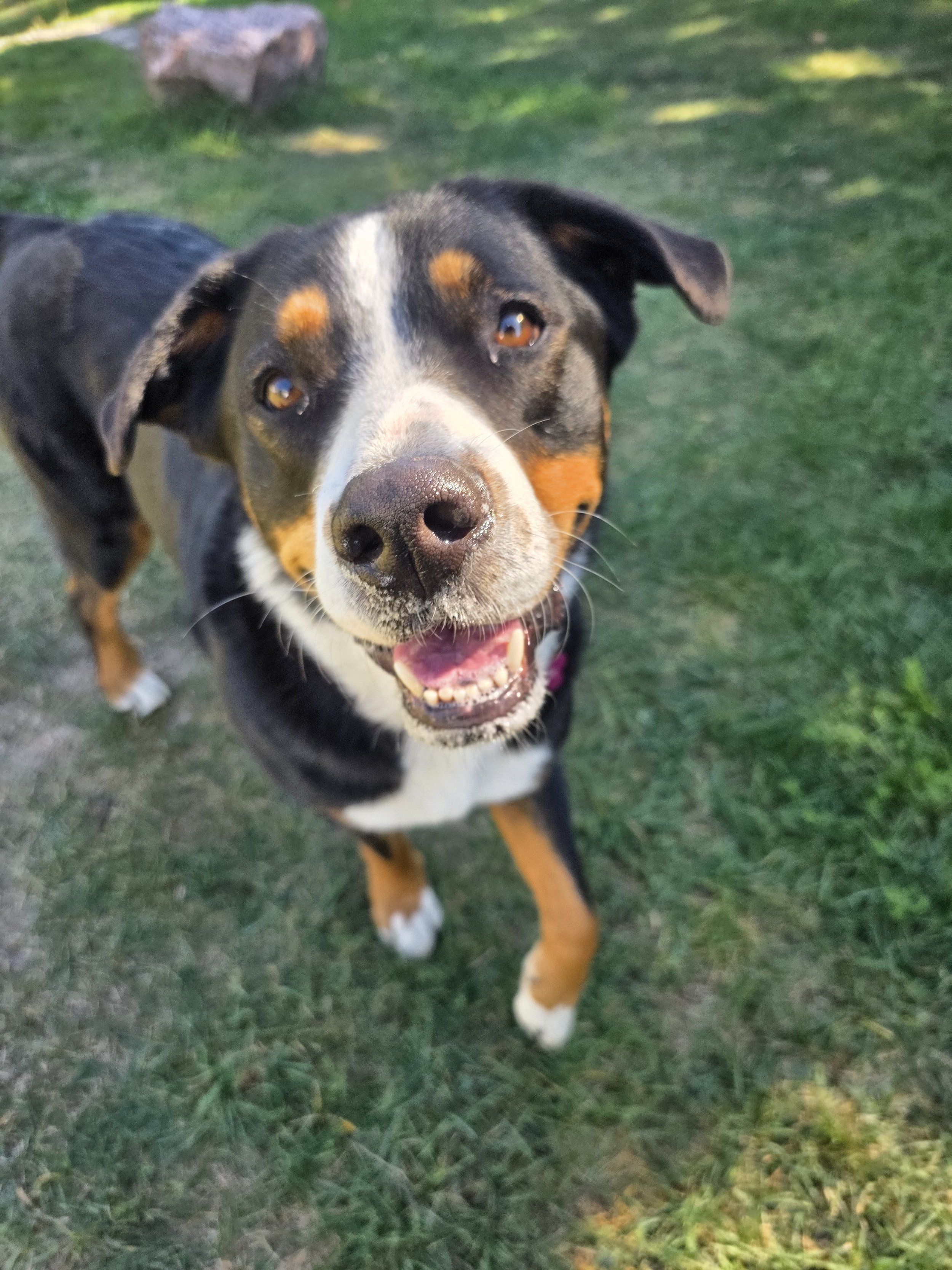 A happy black, brown, and white dog with a broad face, floppy ears, and bright eyes standing on a grassy area.