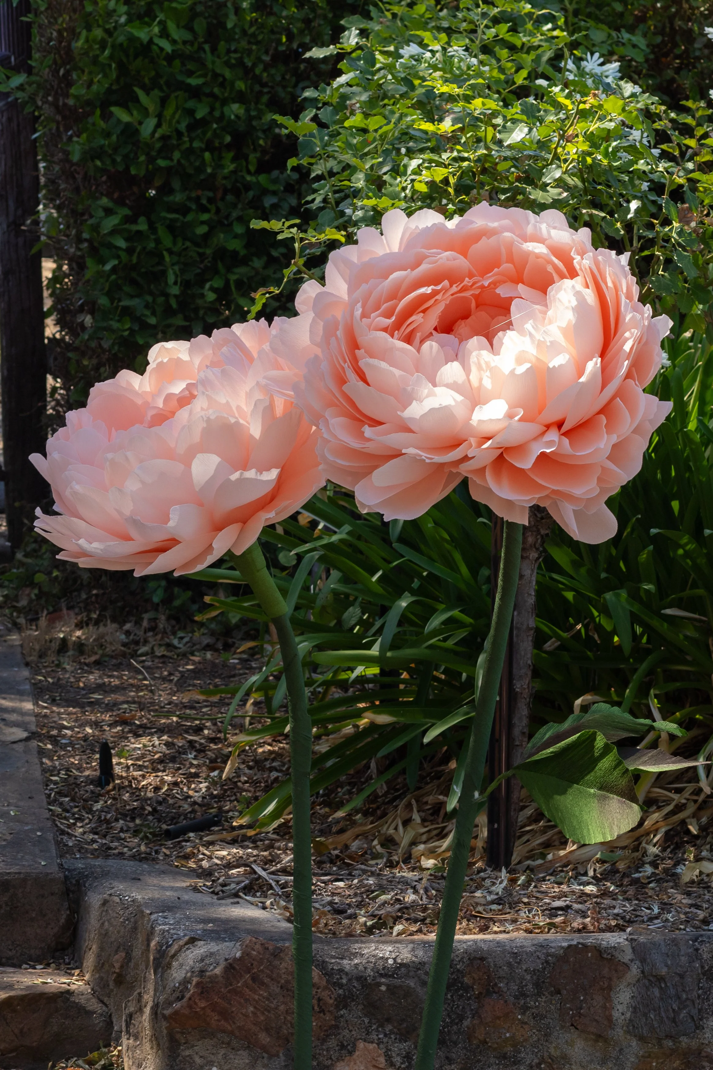 Two large, light pink peony flowers with ruffled petals bloom in a garden, with lush green foliage and a stone border in the background.