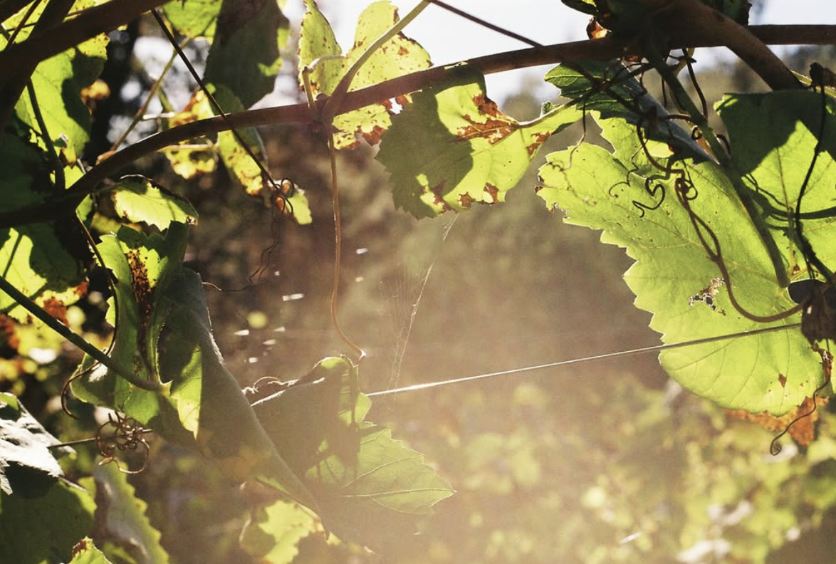 Screenshot 2026-04-16 at 12.57.23 PM.png