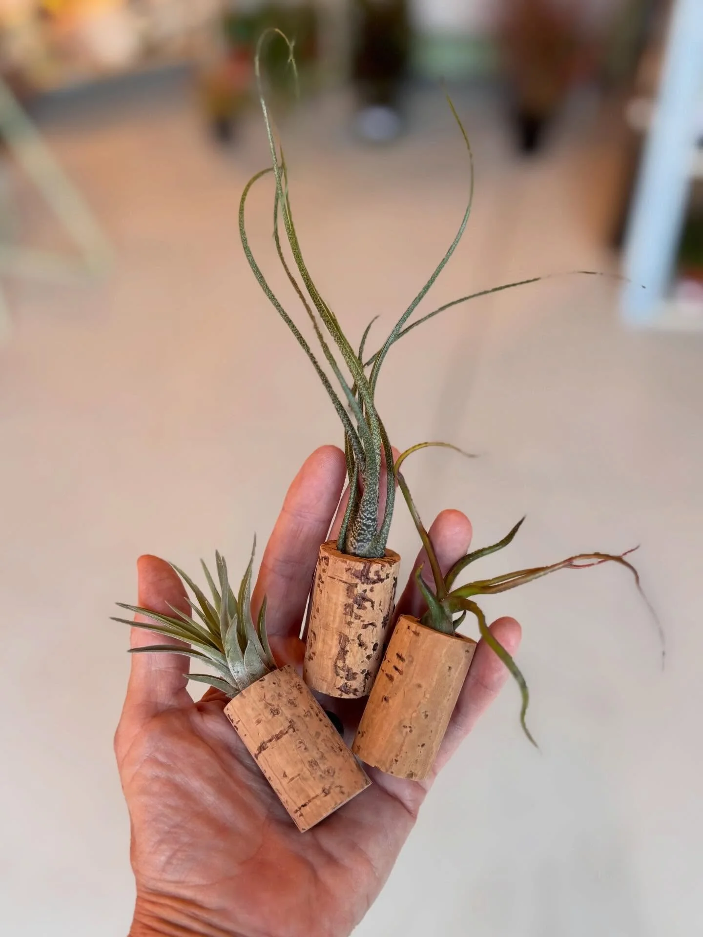 Air Plant Magnets, Plant Food, Wild Flower Seeds and Cute Plants!  See you this weekend!