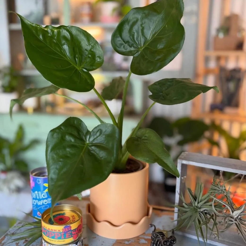 🪴Come snag this beauty this weekend!  Alocasia &lsquo;Cucullata&rsquo; (Buddah&rsquo;s Palm)🪴