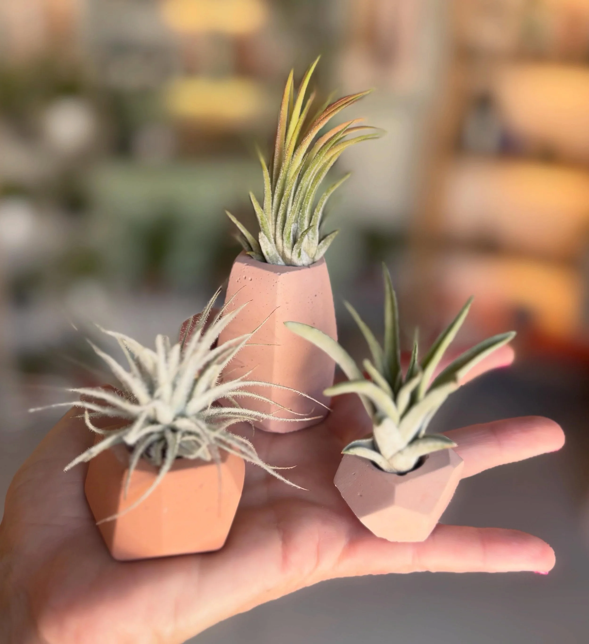 Handmade concrete air plant holders, propagation stations and pi&ntilde;on incense.  Come see all the fun things we have and make a terrarium here at Peridot!  Today 11-7
