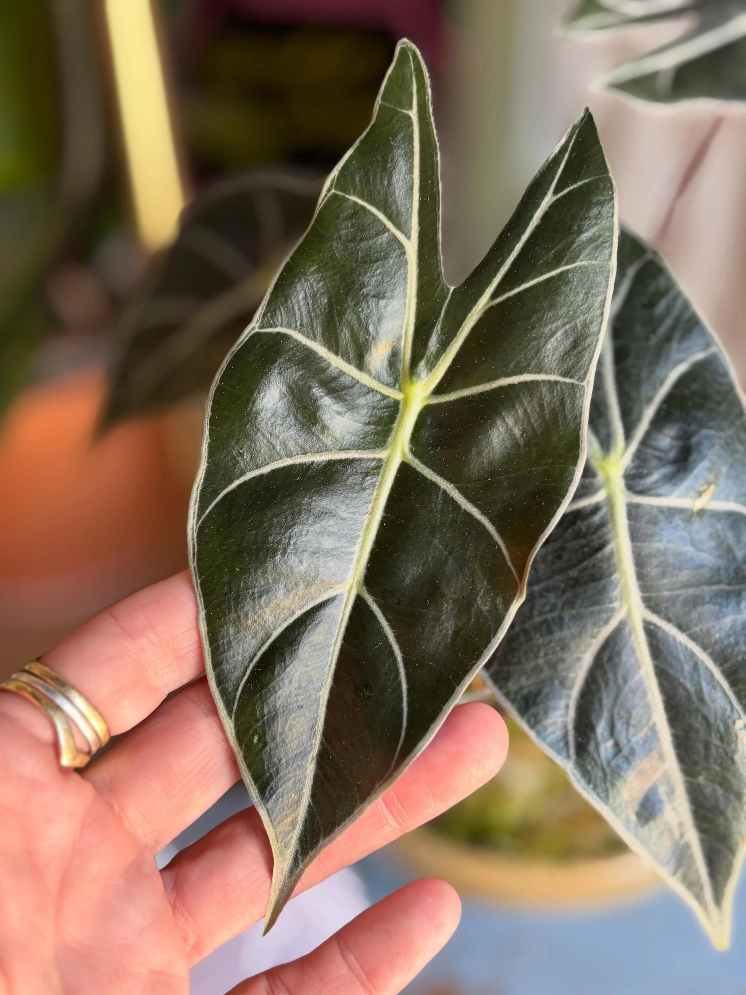 Beautiful plants, cool books, resurrection plants and fun stickers at Peridot!  See you next weekend!