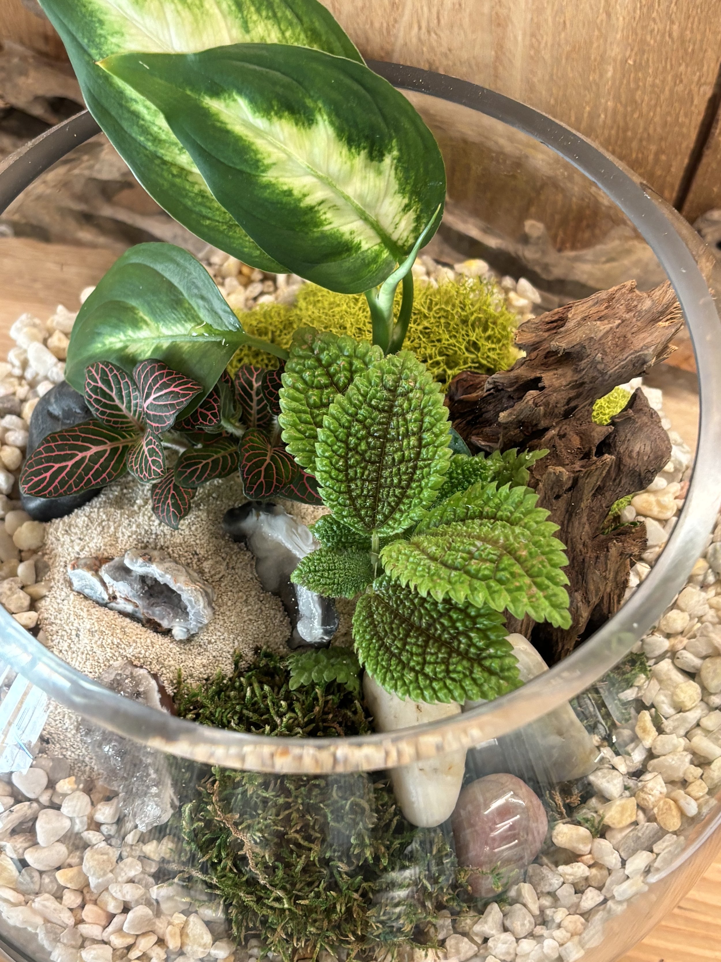 Tropical Terrarium at Peridot Plant Co.