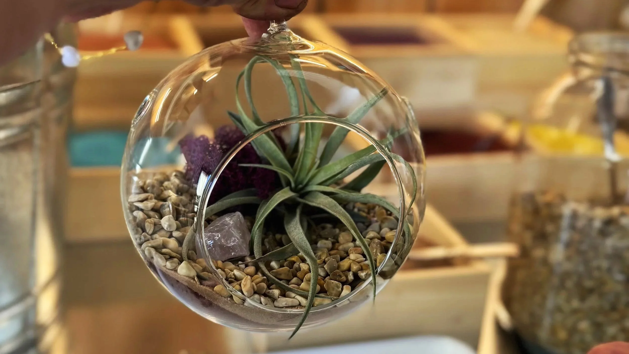 Airplant Terrarium at Peridot Plant Co.