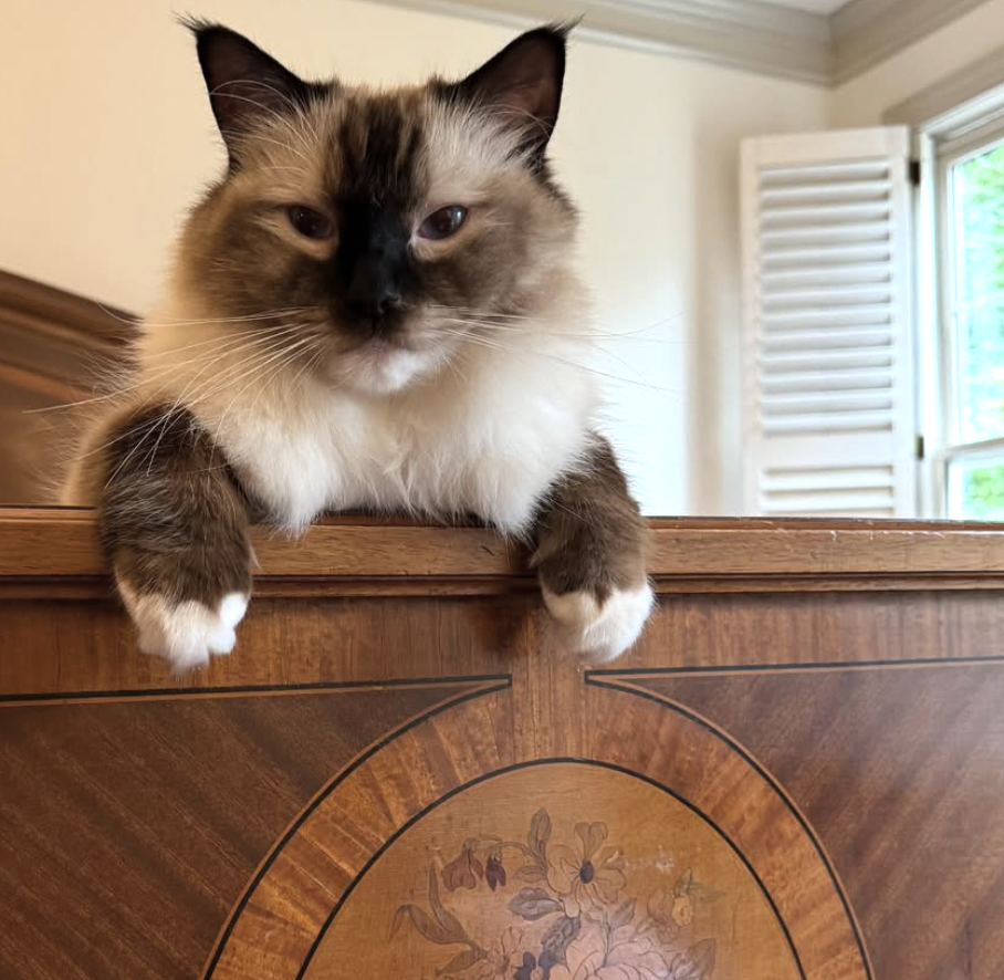 A fluffy cat with a cream and dark brown coat resting on a wooden surface inside a room with white walls and open window shutters.