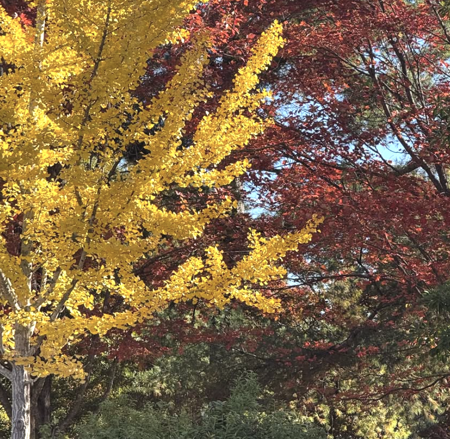 Autumn scene with yellow and red leaves on trees and a blue sky in the background.
