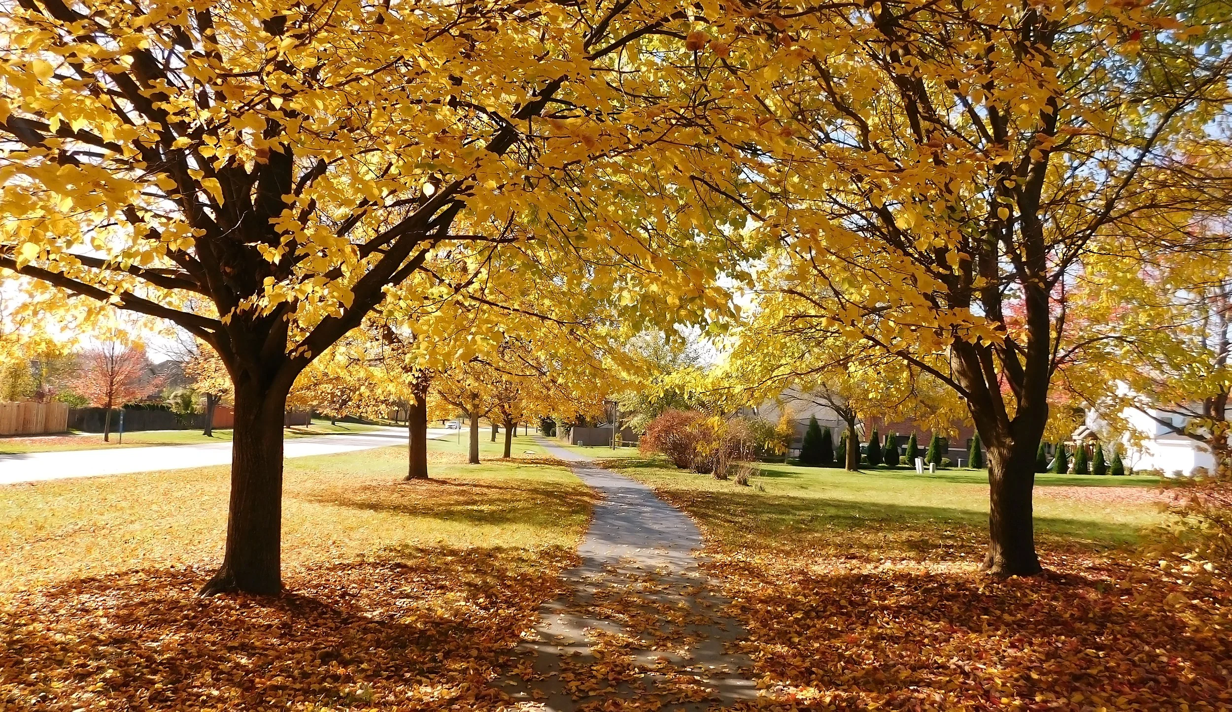 Local Insight | October 2026