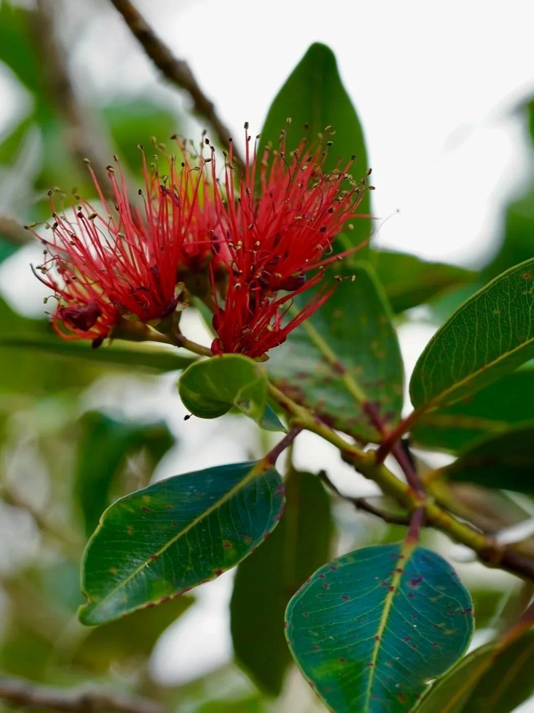 A deep red lehua flower blooming at the end of a branch, with deeply saturated leaves alternating below and to the bottom right