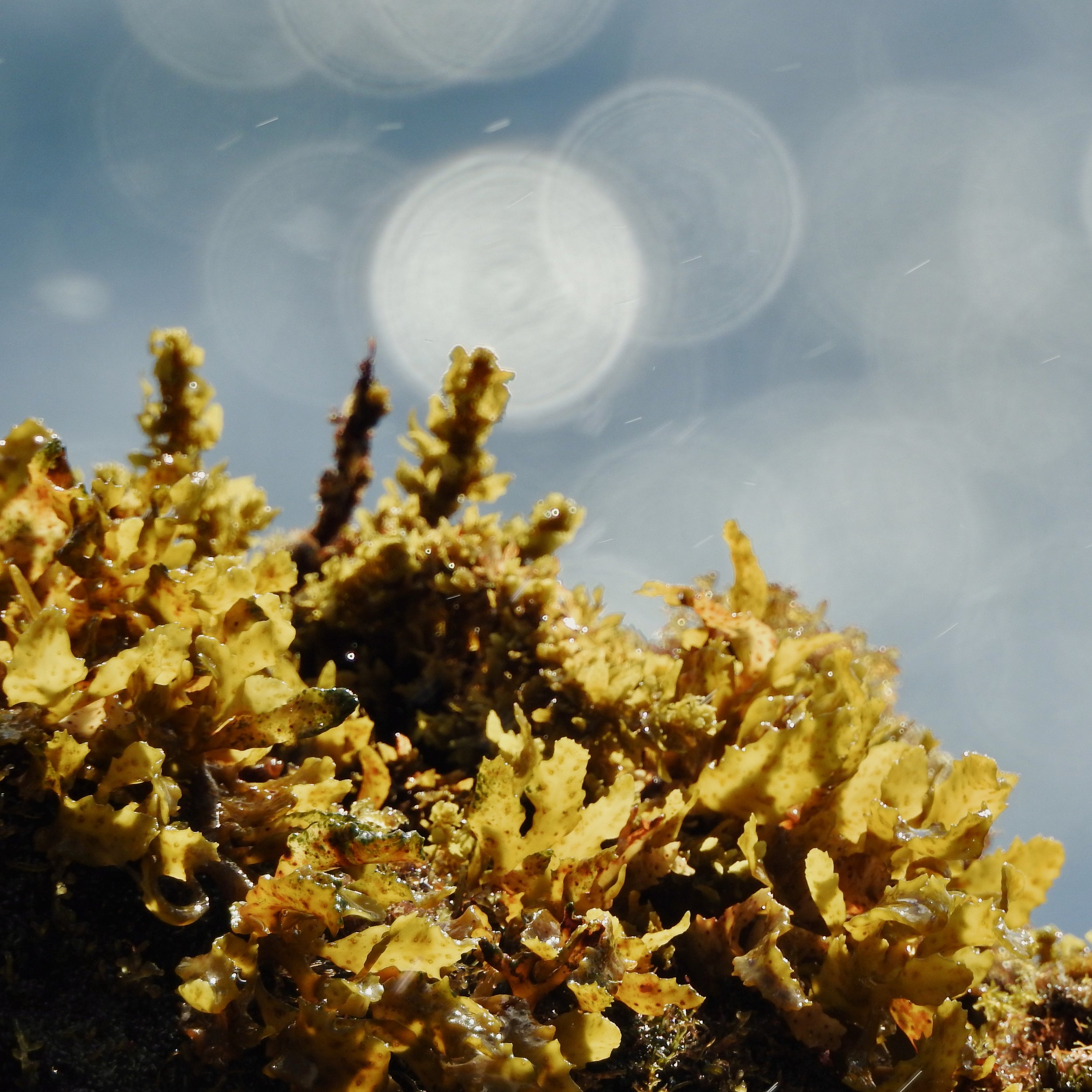 Closeup image of limu kala (Sargassum echinocarpum) being lightly sprayed by seawater with a lens flare in the back