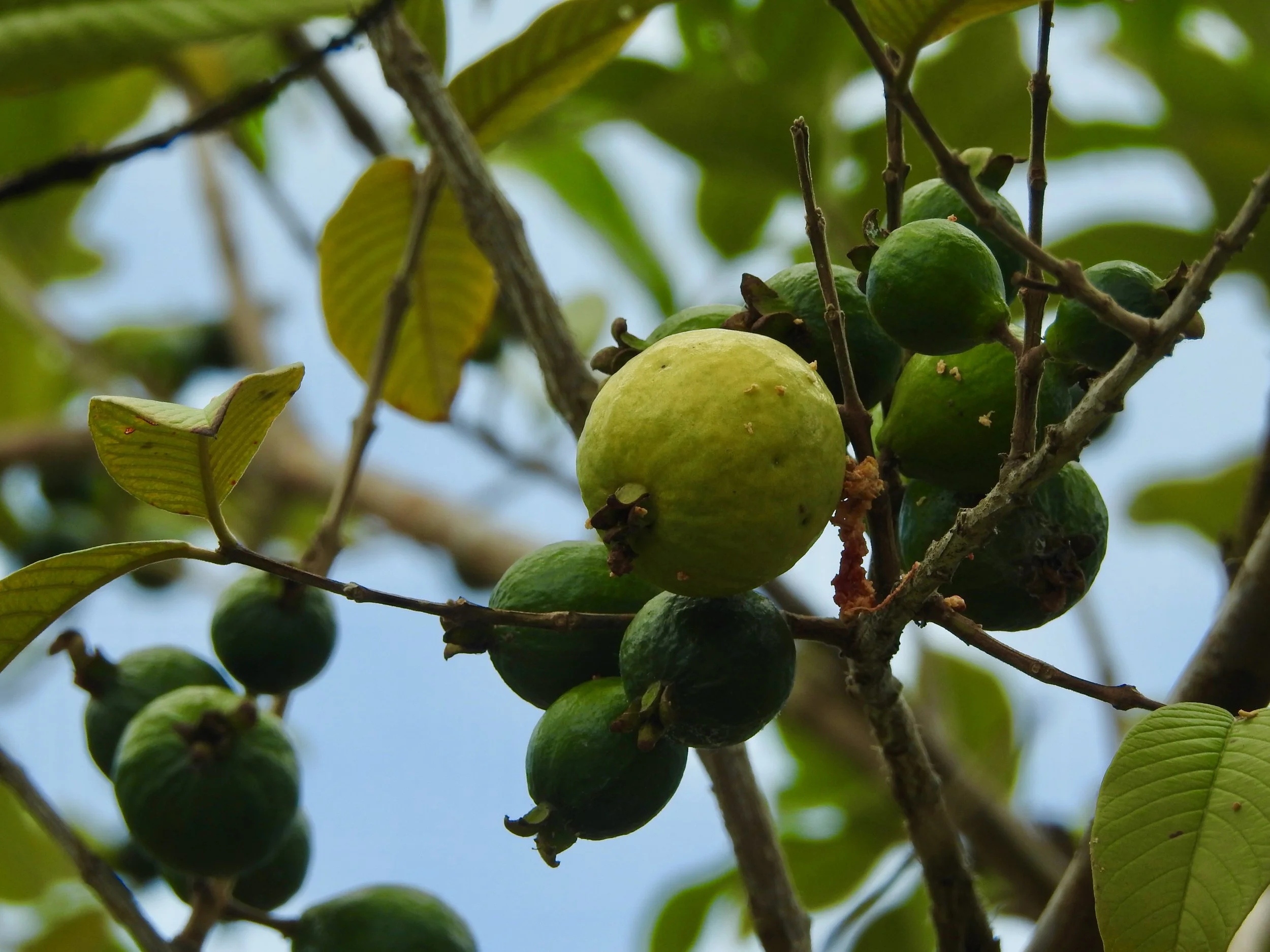 Guava fruit at various stages of ripeness growing at the end of a thin branch